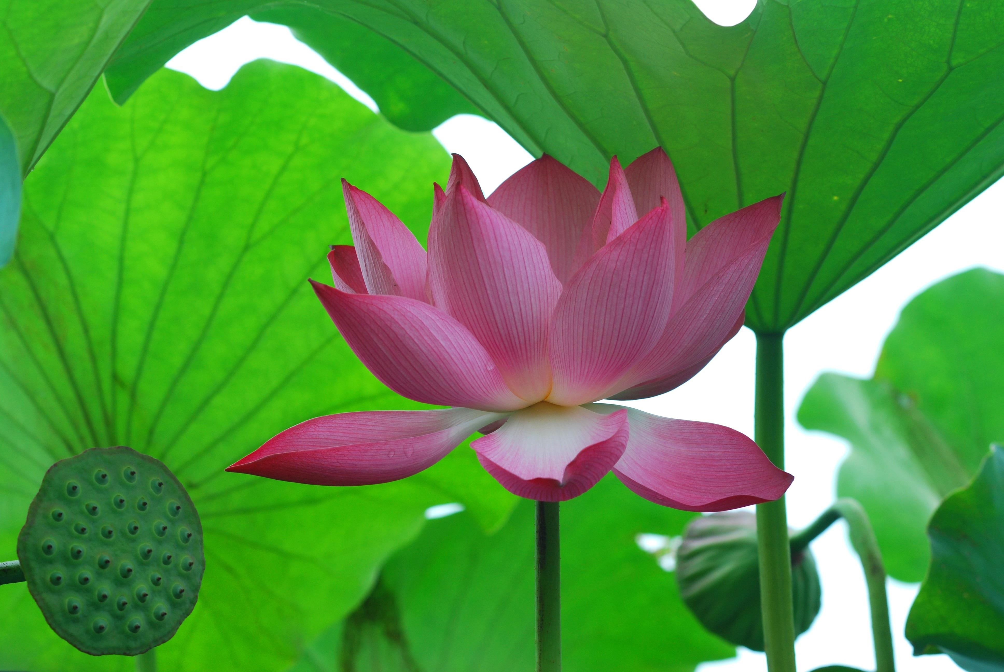 ho Tay tho mong anh 16