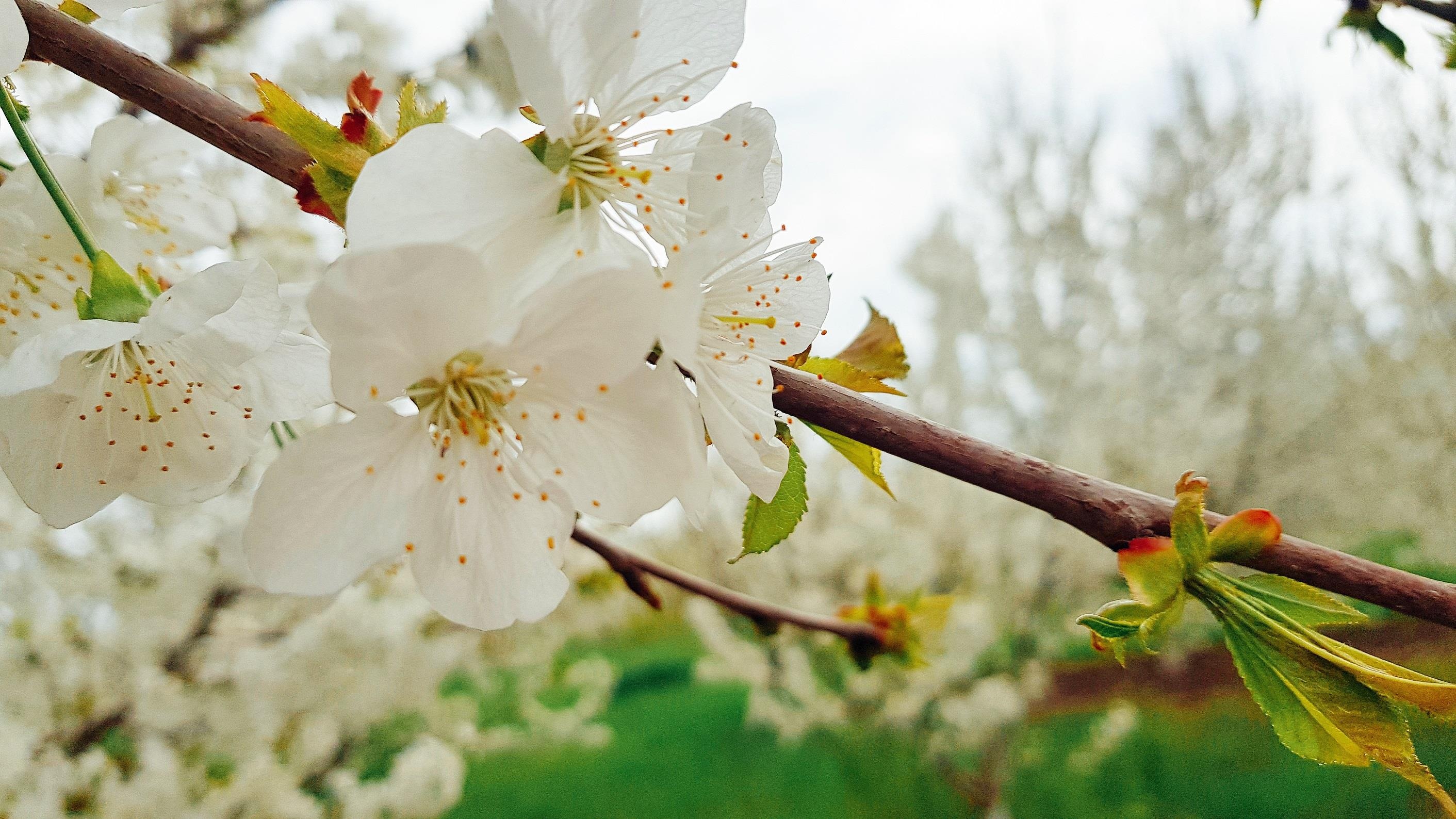men theo con duong To Lua anh 21