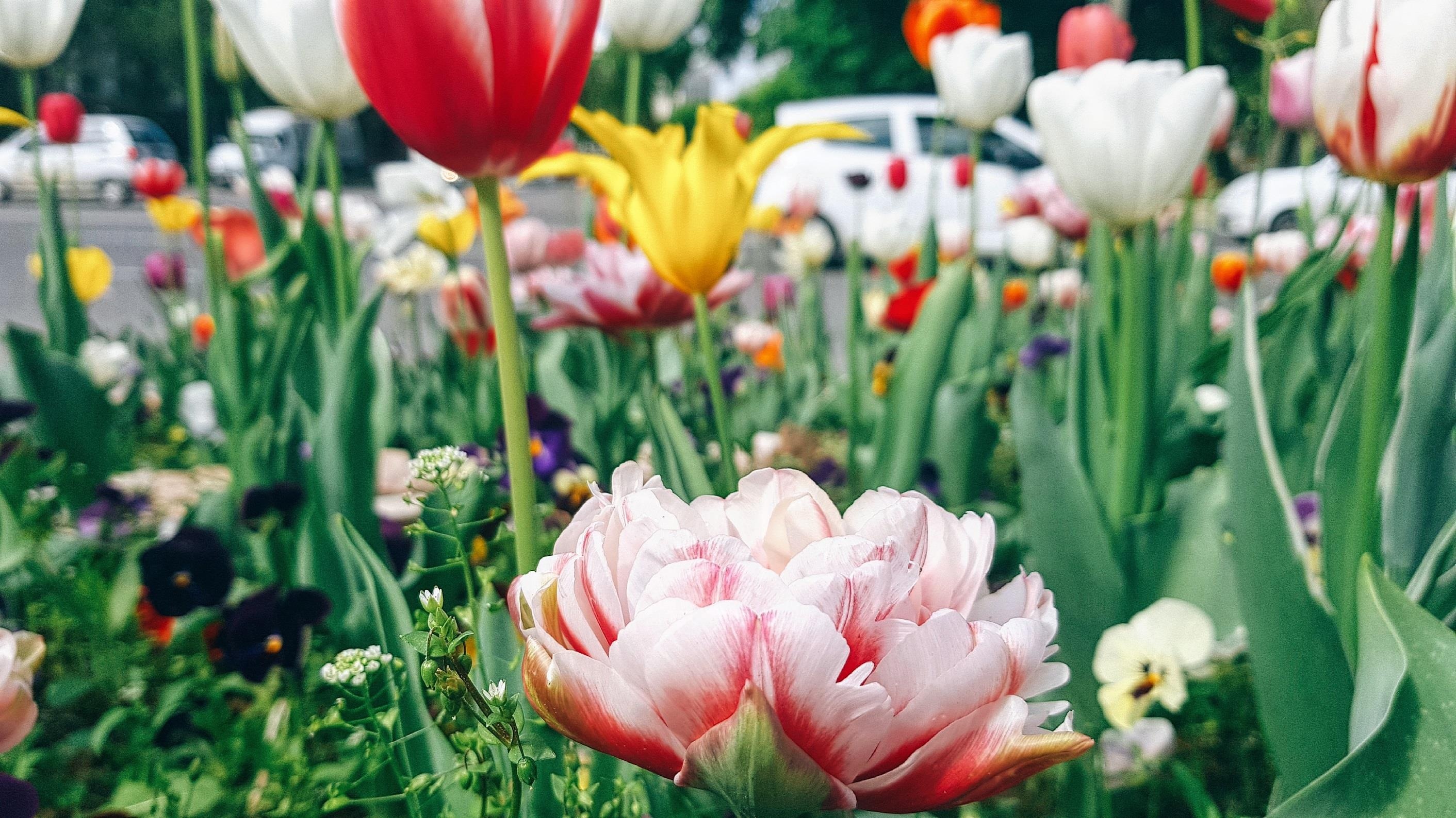 men theo con duong To Lua anh 13