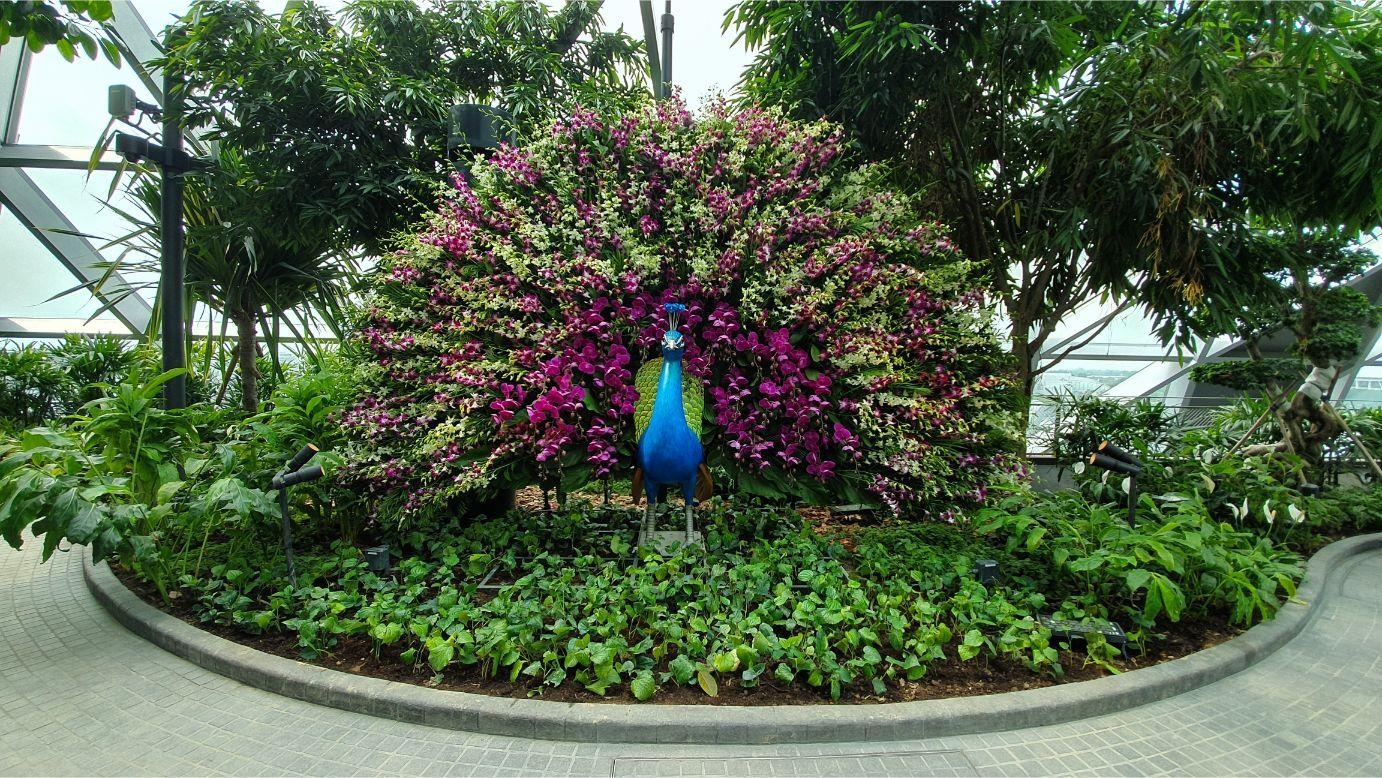 san bay Changi anh 21