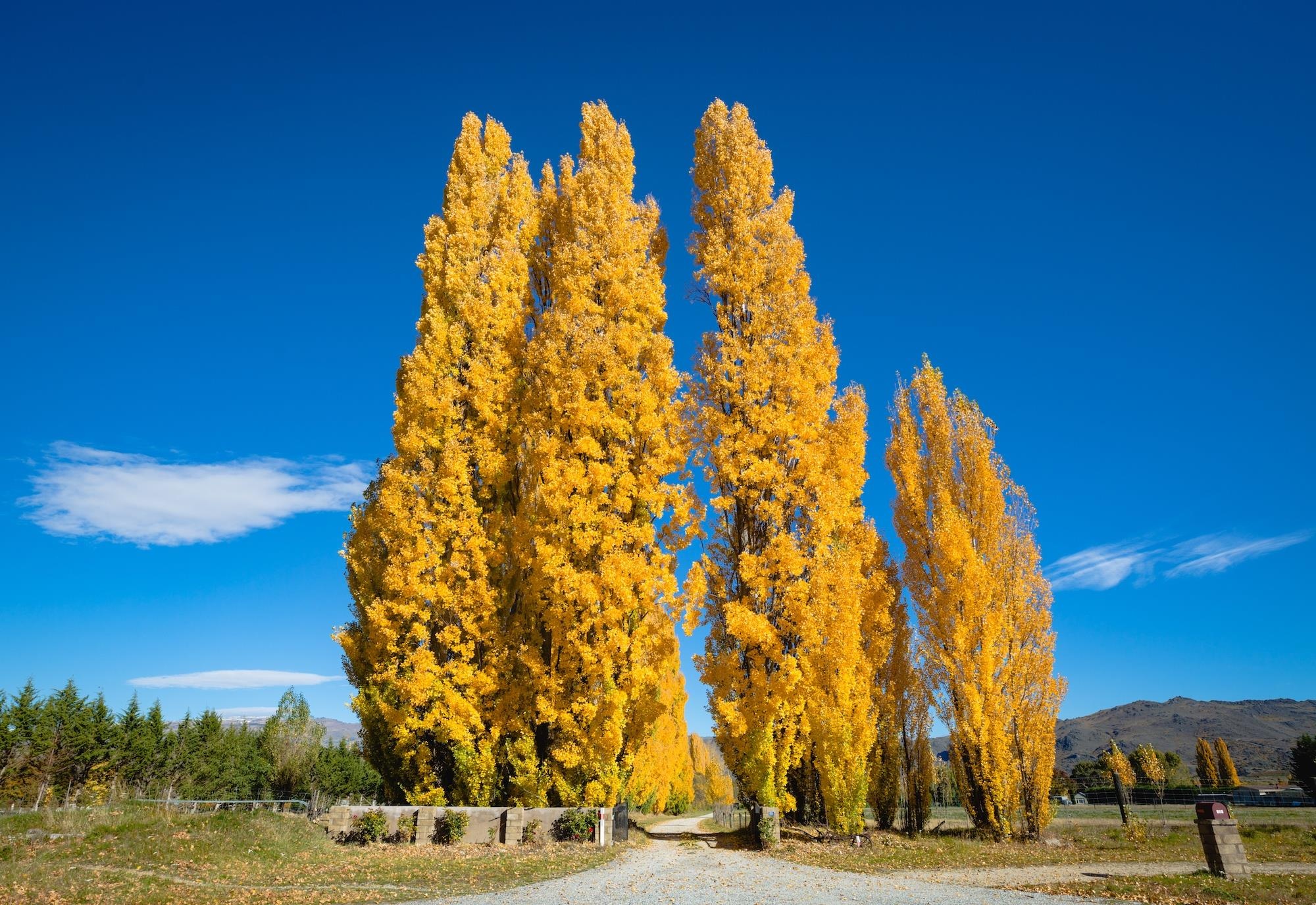 New Zealand thang 5 anh 6