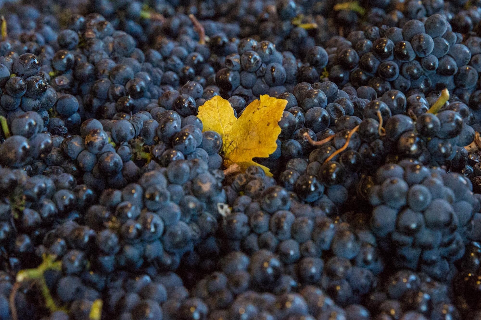 New Zealand thang 5 anh 27