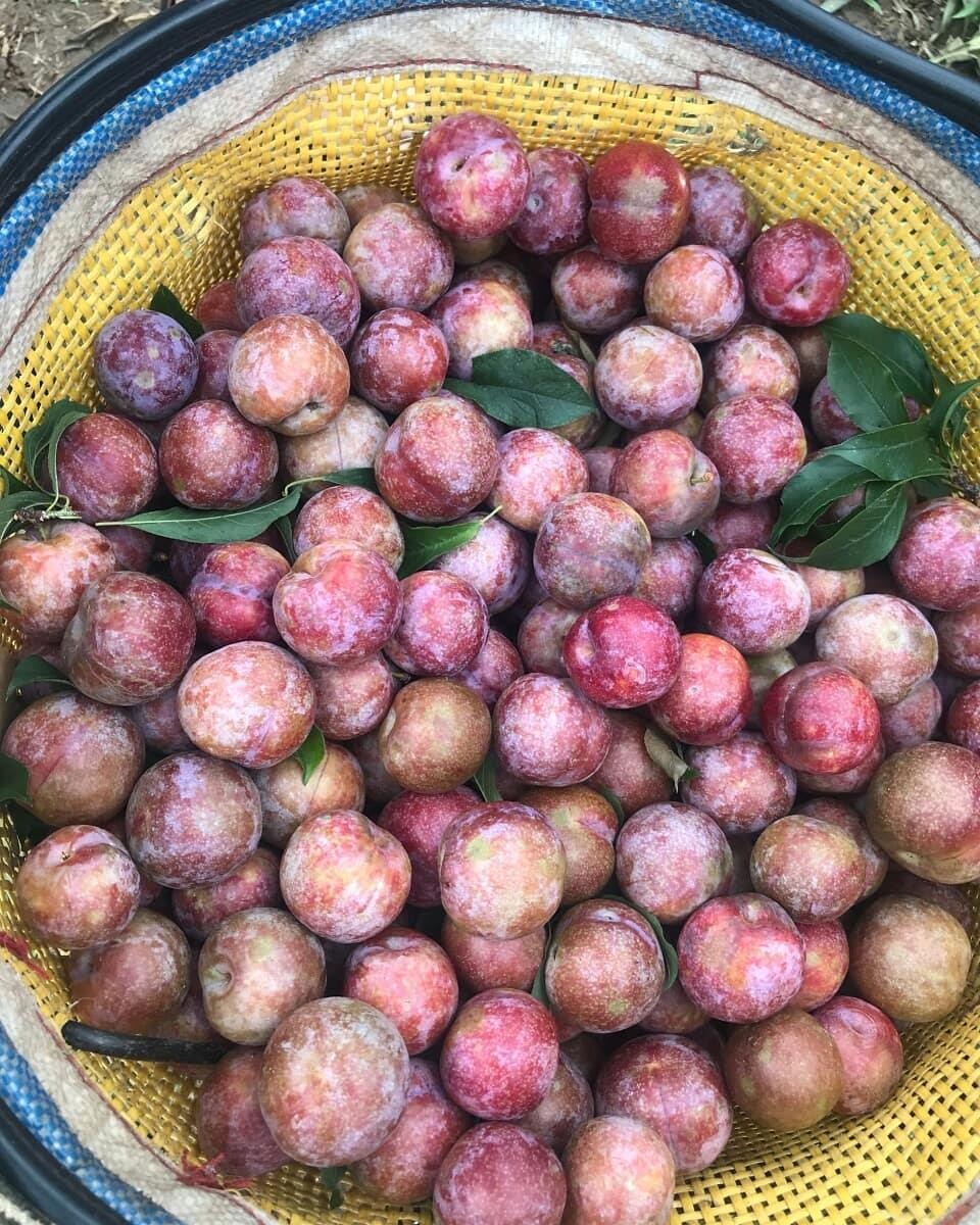 mon an phai thu khi den Moc Chau anh 13