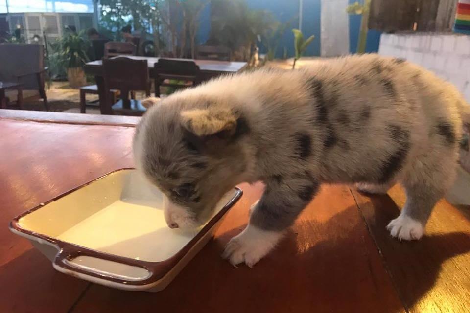 Cho Corgi bi 'cam nham' cua quan ca phe o Da Lat da ve voi chu hinh anh