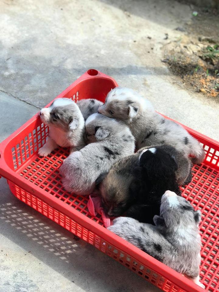 quán cà phê ở Đà Lạt ảnh 2 quan ca phe o Da Lat anh 2