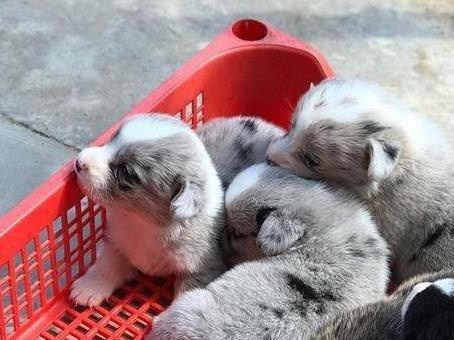 Khach du lich 'cam nham' cho Corgi cua quan ca phe o Da Lat hinh anh