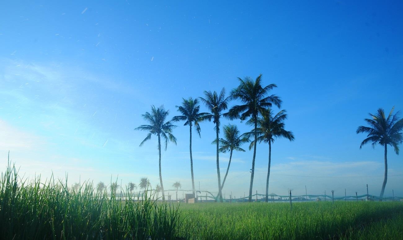 2 ngay o Ly Son anh 8