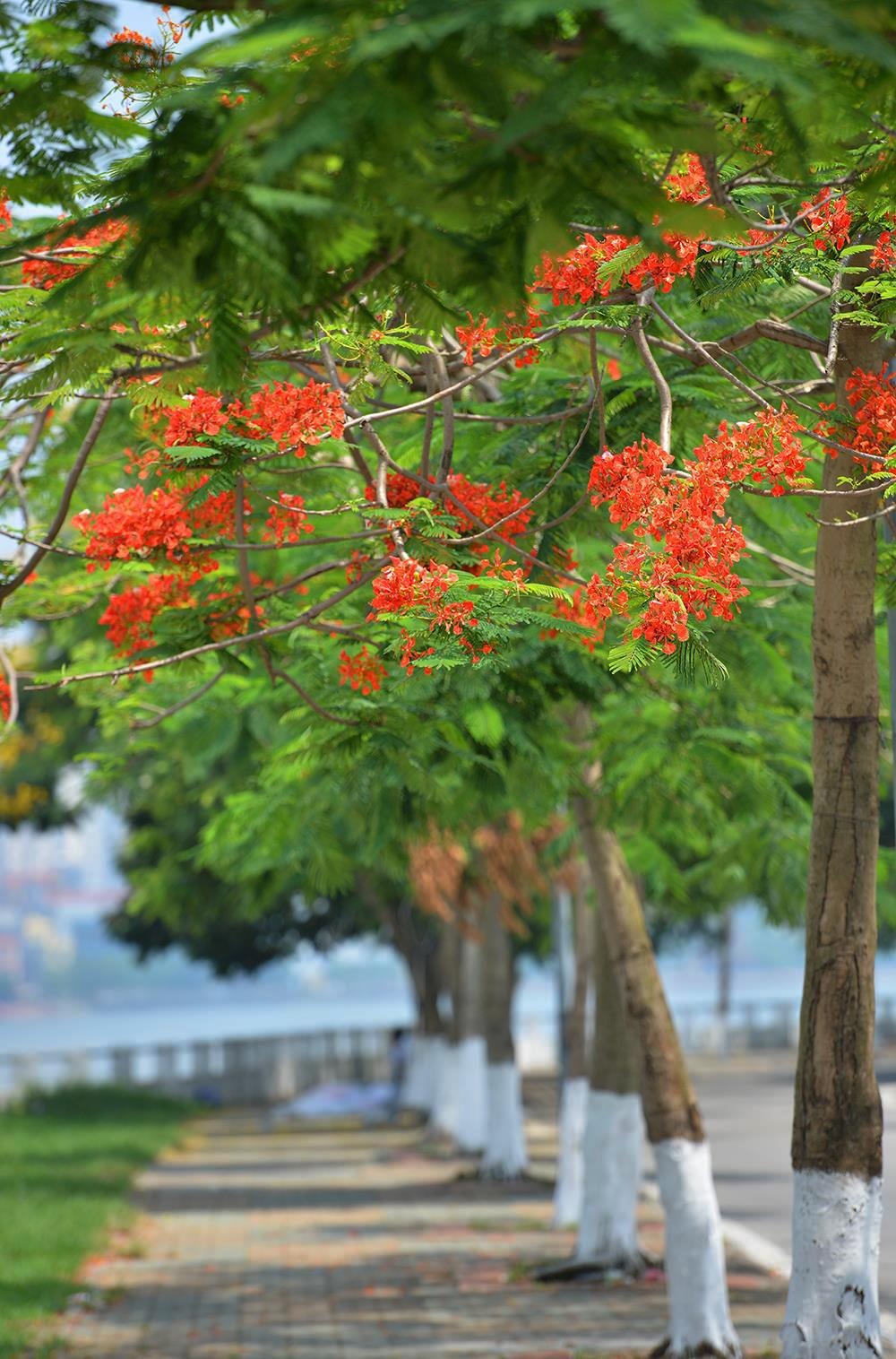 nhung sac hoa mua he anh 28