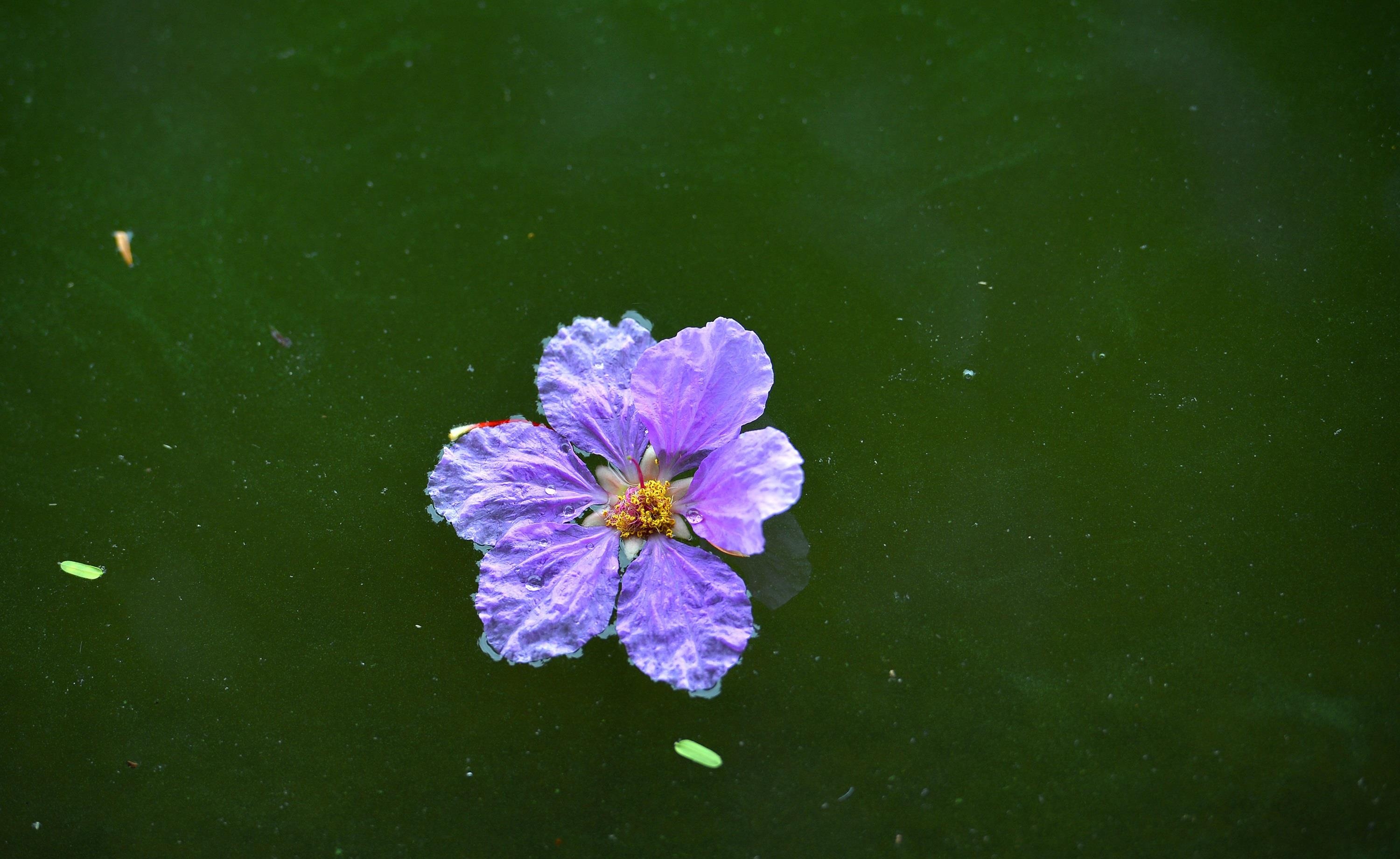 nhung sac hoa mua he anh 5