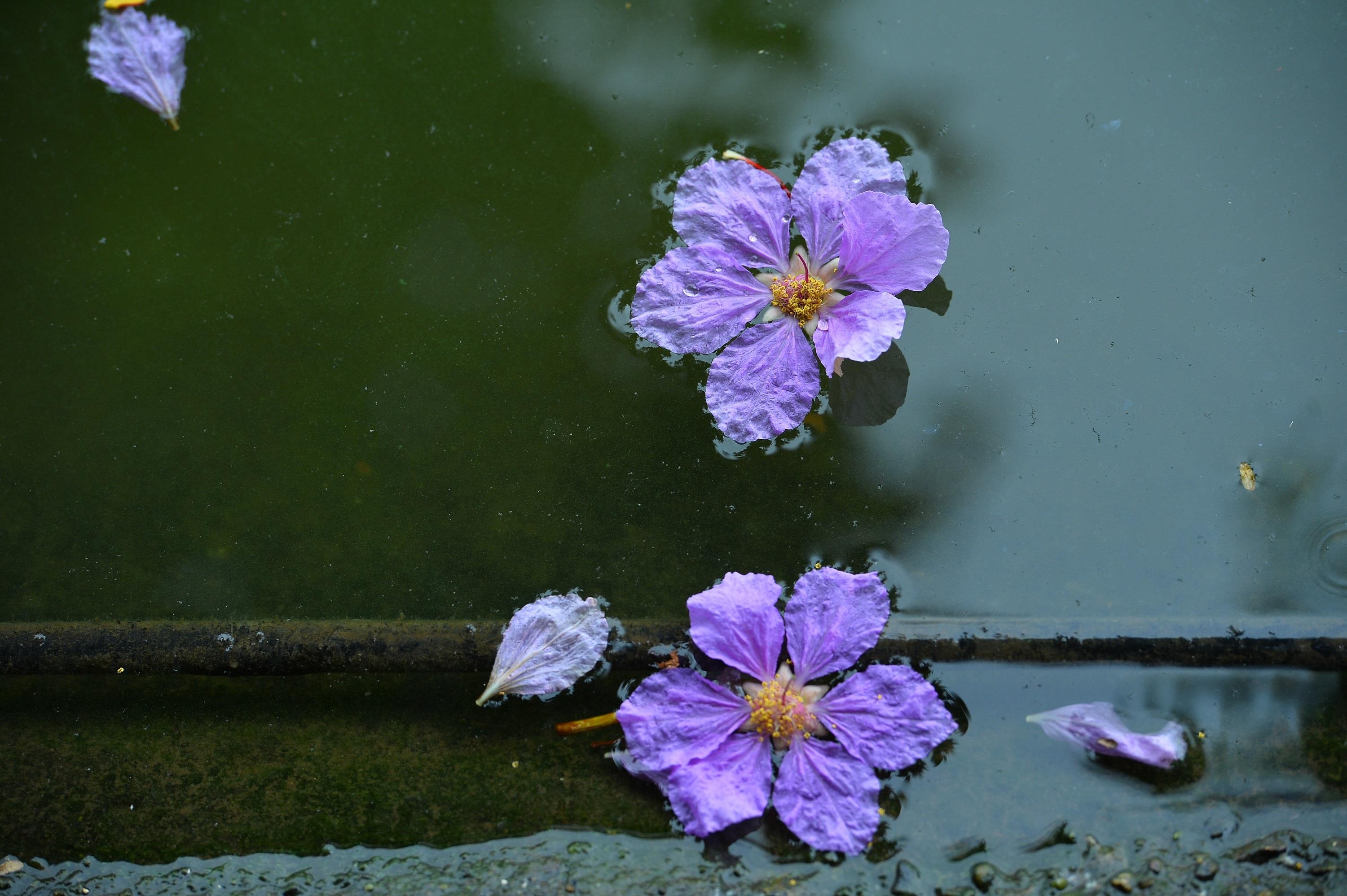 nhung sac hoa mua he anh 6