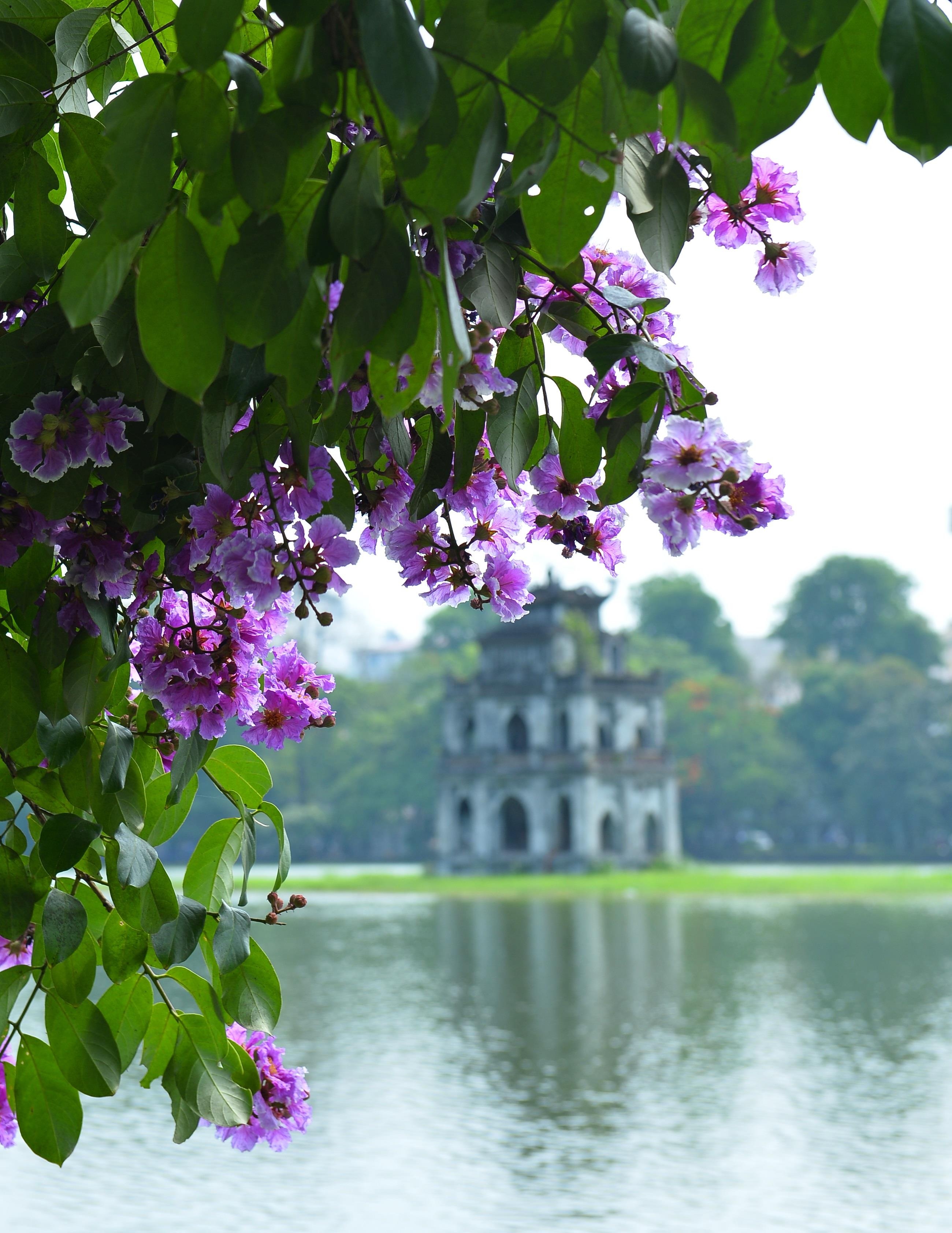 nhung sac hoa mua he anh 1