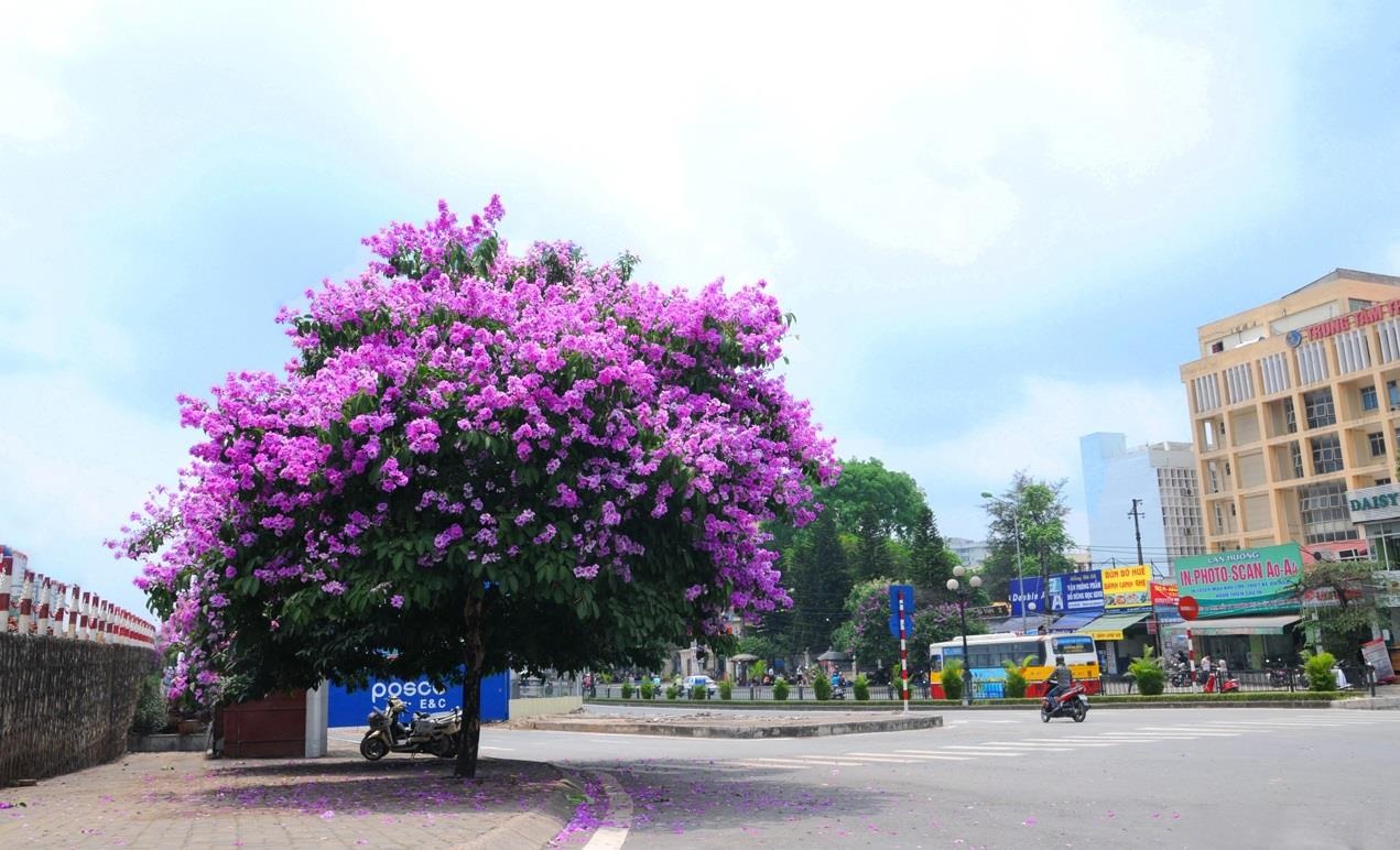 nhung sac hoa mua he anh 9