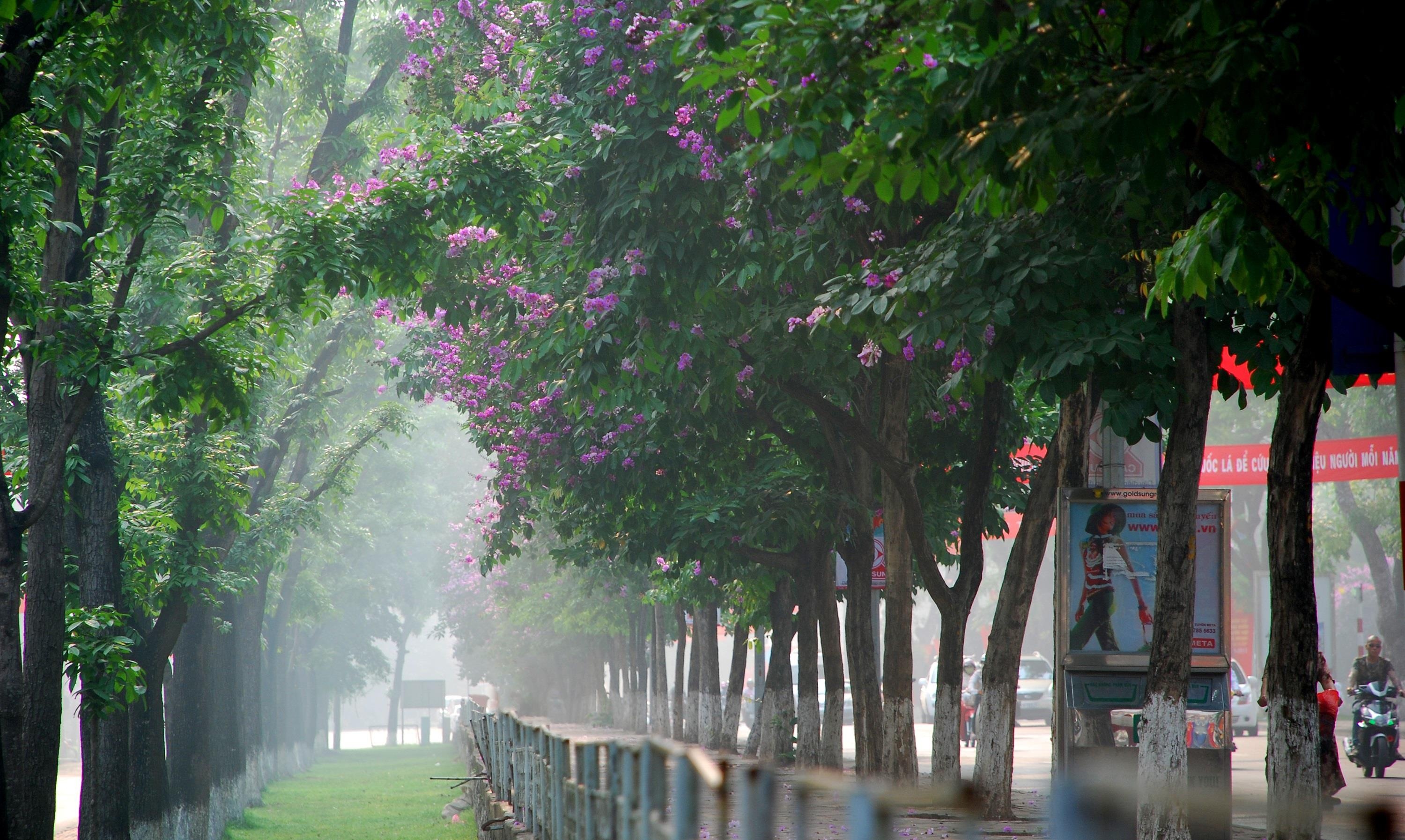 nhung sac hoa mua he anh 11