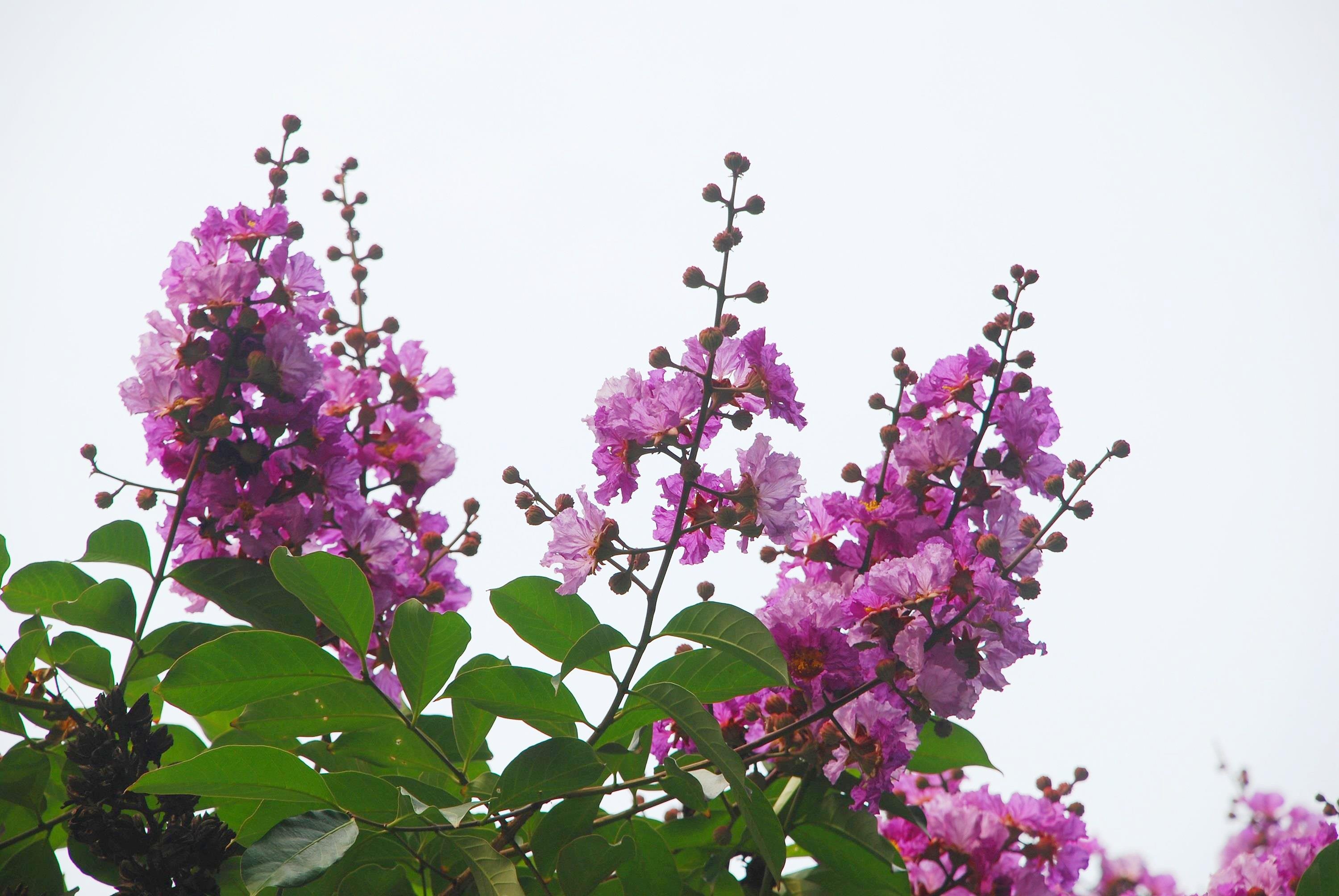 nhung sac hoa mua he anh 7