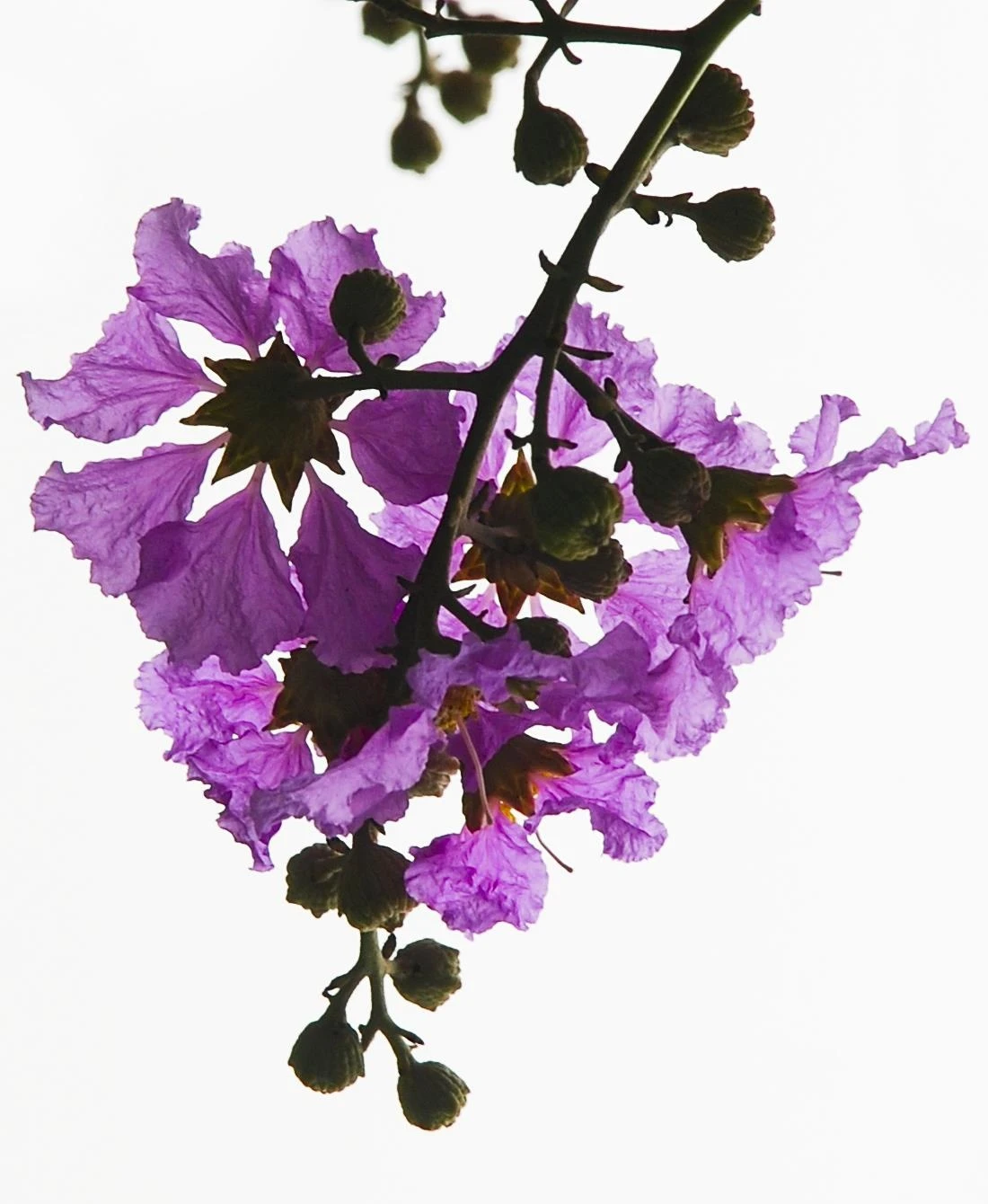 nhung sac hoa mua he anh 4