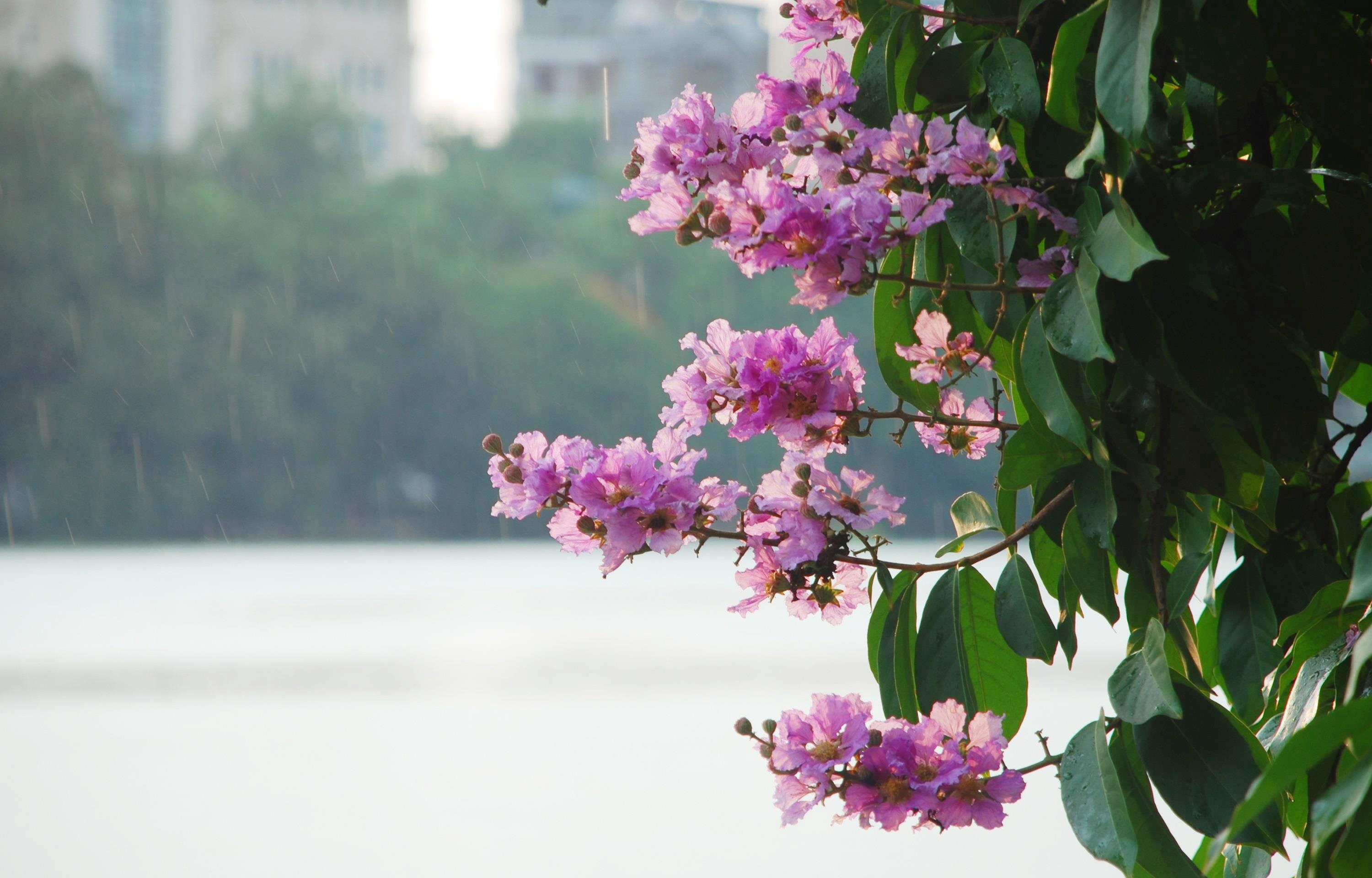 nhung sac hoa mua he anh 8