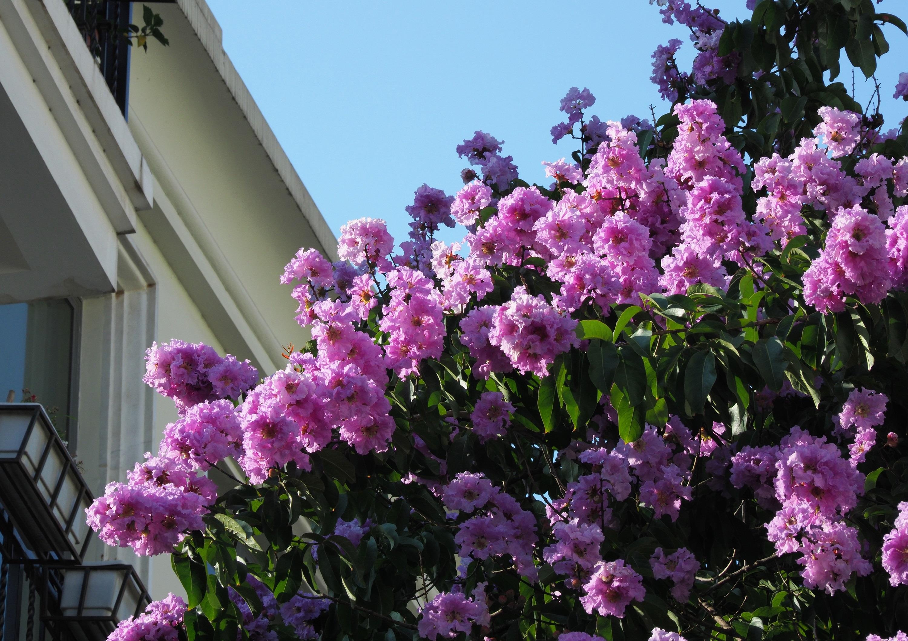 nhung sac hoa mua he anh 12