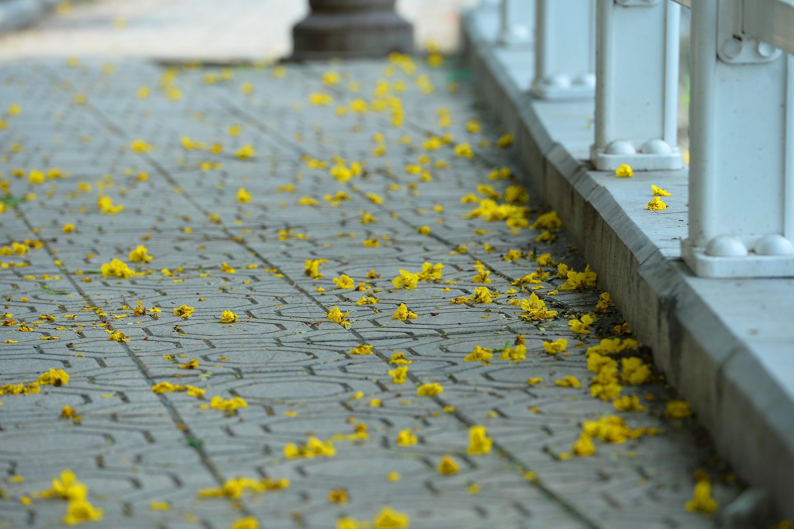 nhung sac hoa mua he anh 32