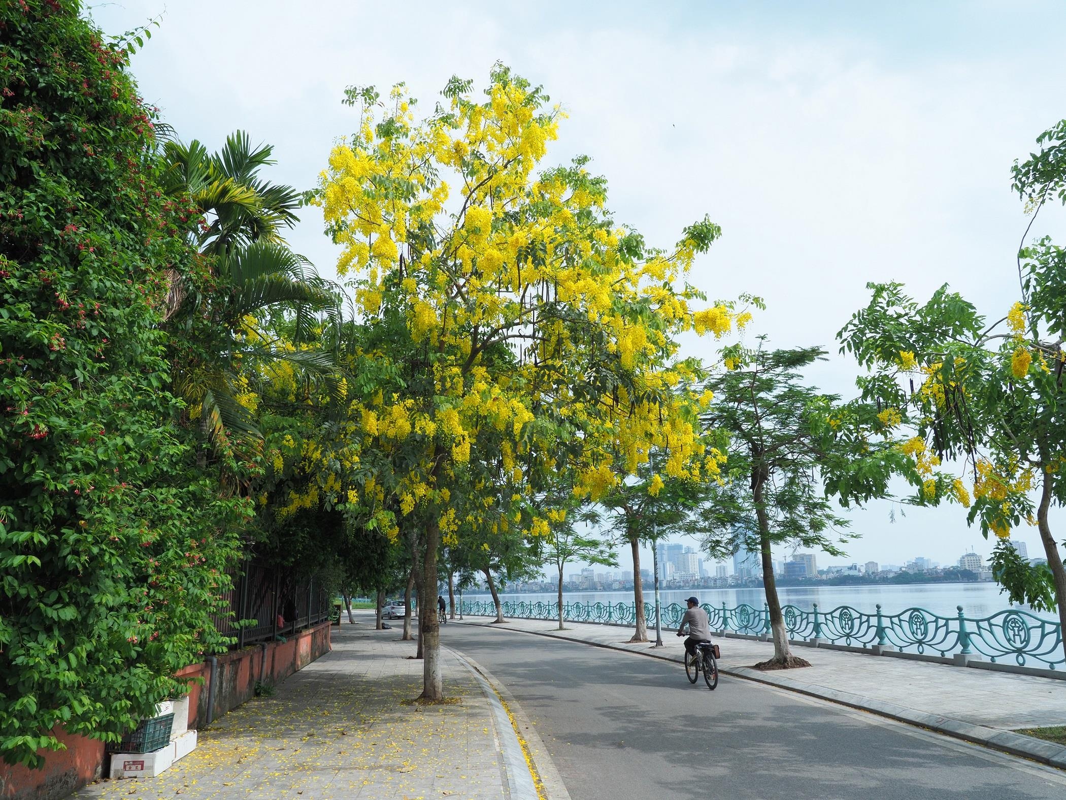 nhung sac hoa mua he anh 37