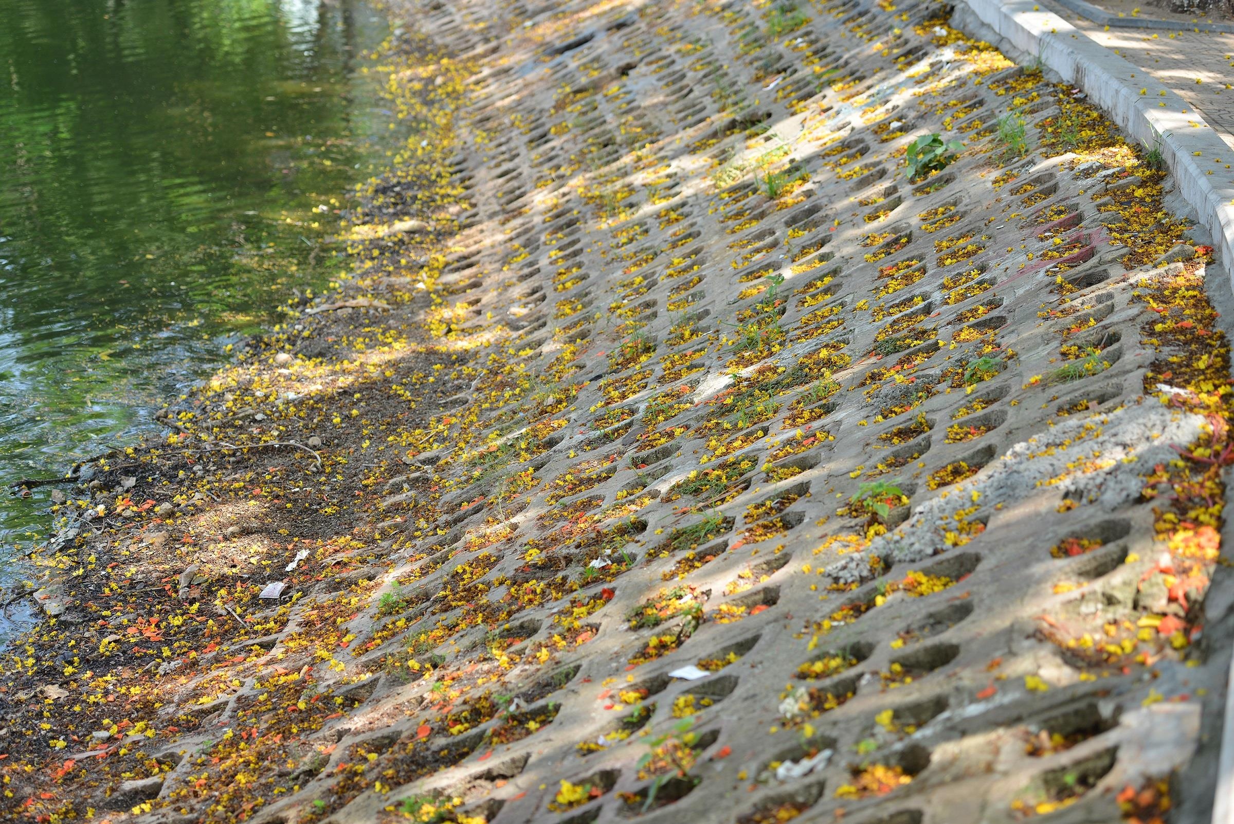 nhung sac hoa mua he anh 33