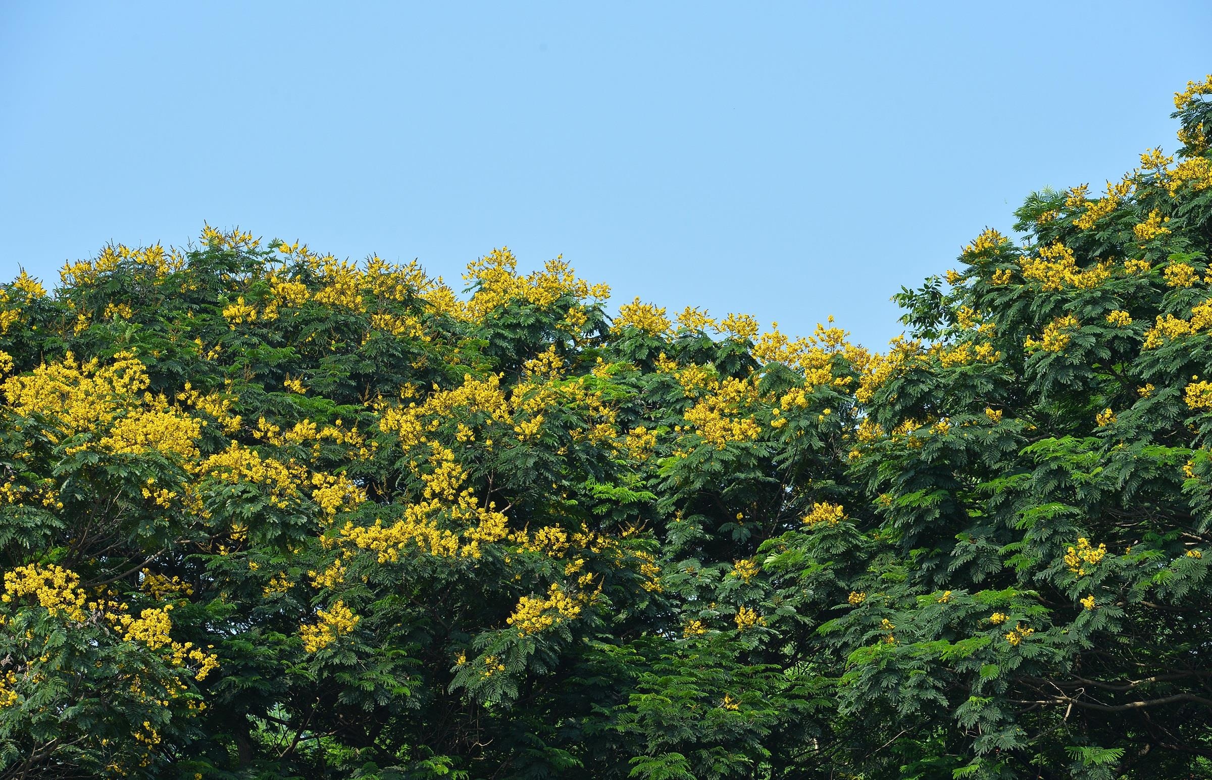 nhung sac hoa mua he anh 29