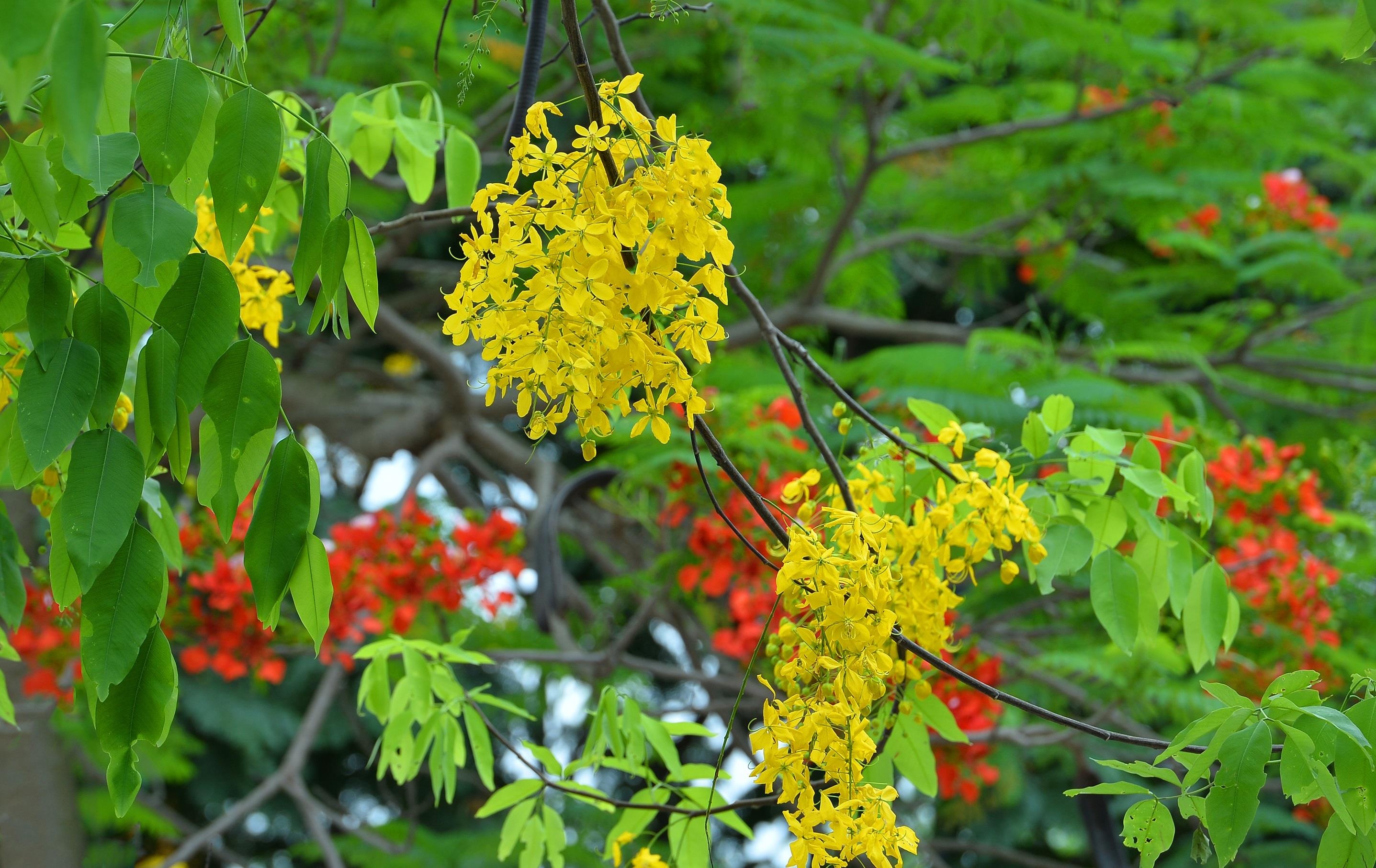 nhung sac hoa mua he anh 35