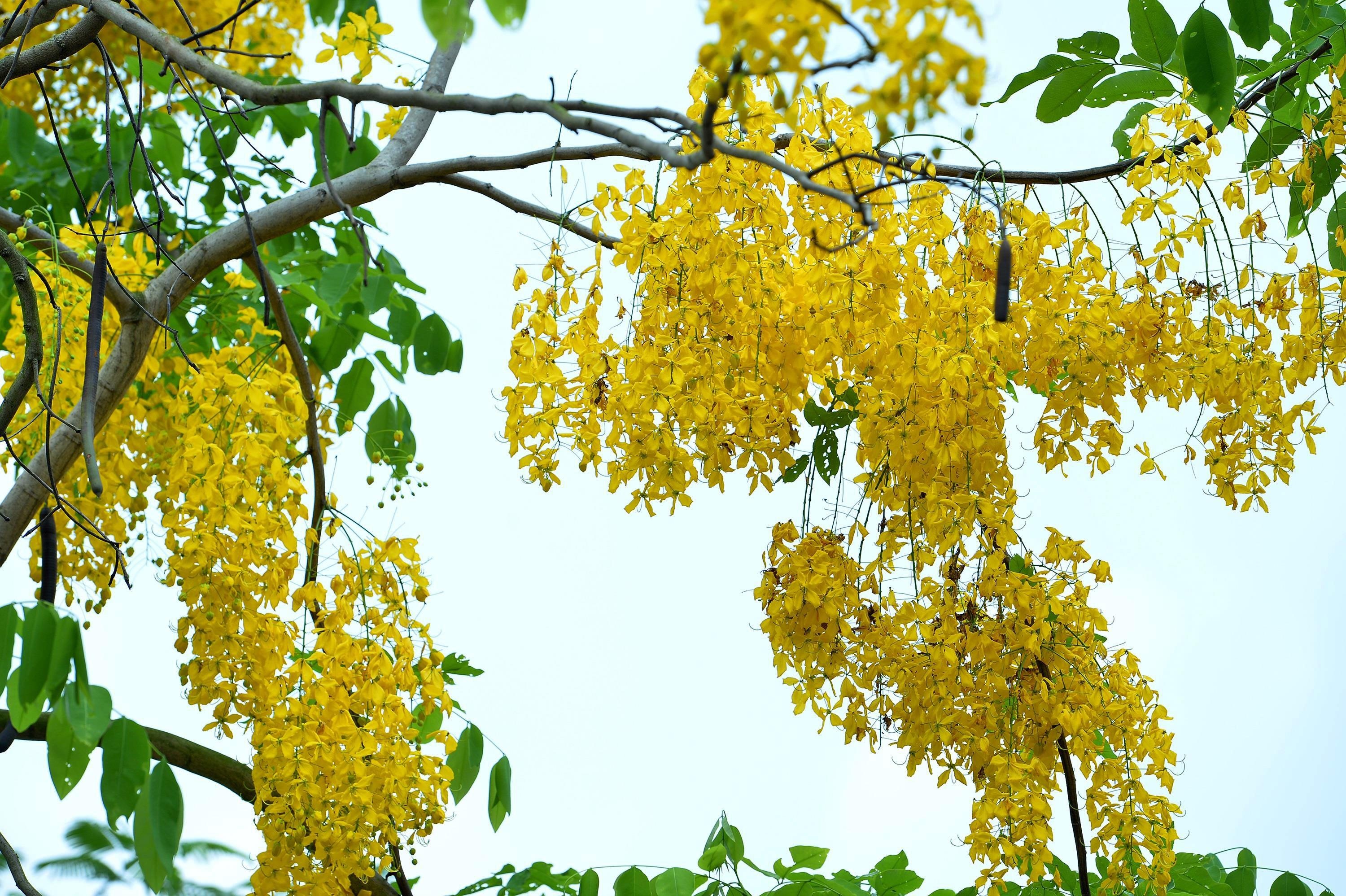 nhung sac hoa mua he anh 34