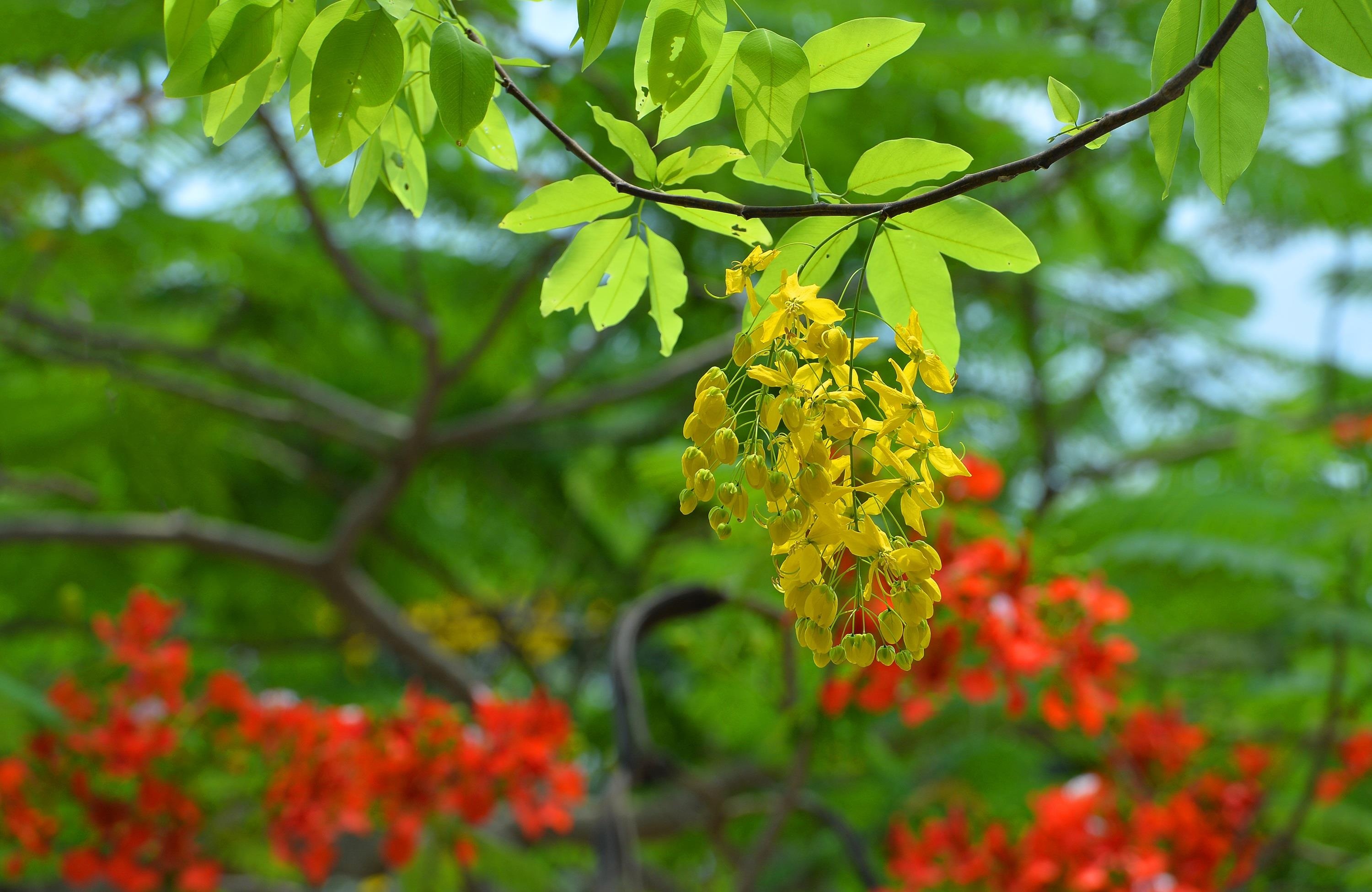 nhung sac hoa mua he anh 36