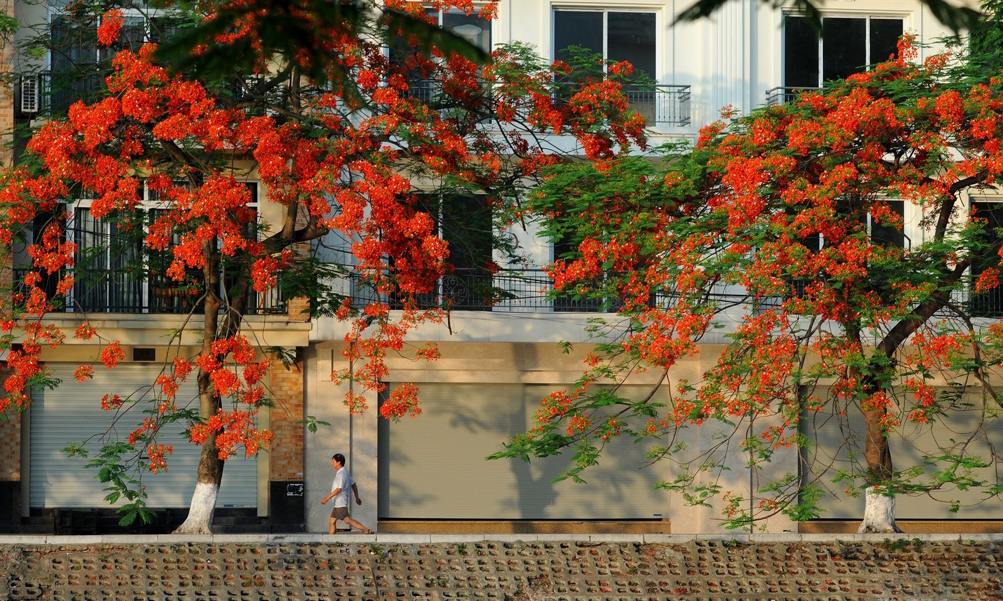 nhung sac hoa mua he anh 19