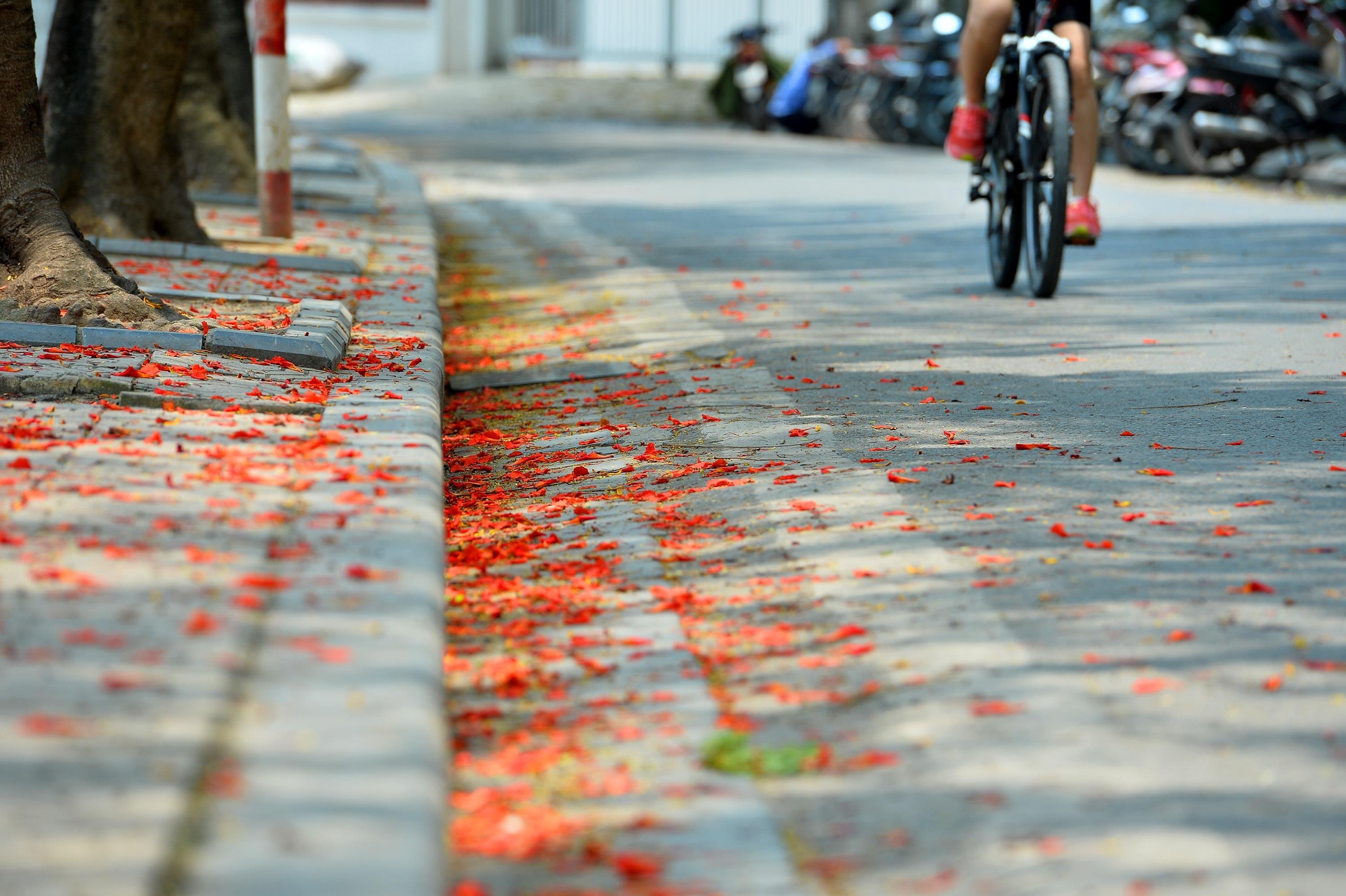 nhung sac hoa mua he anh 20