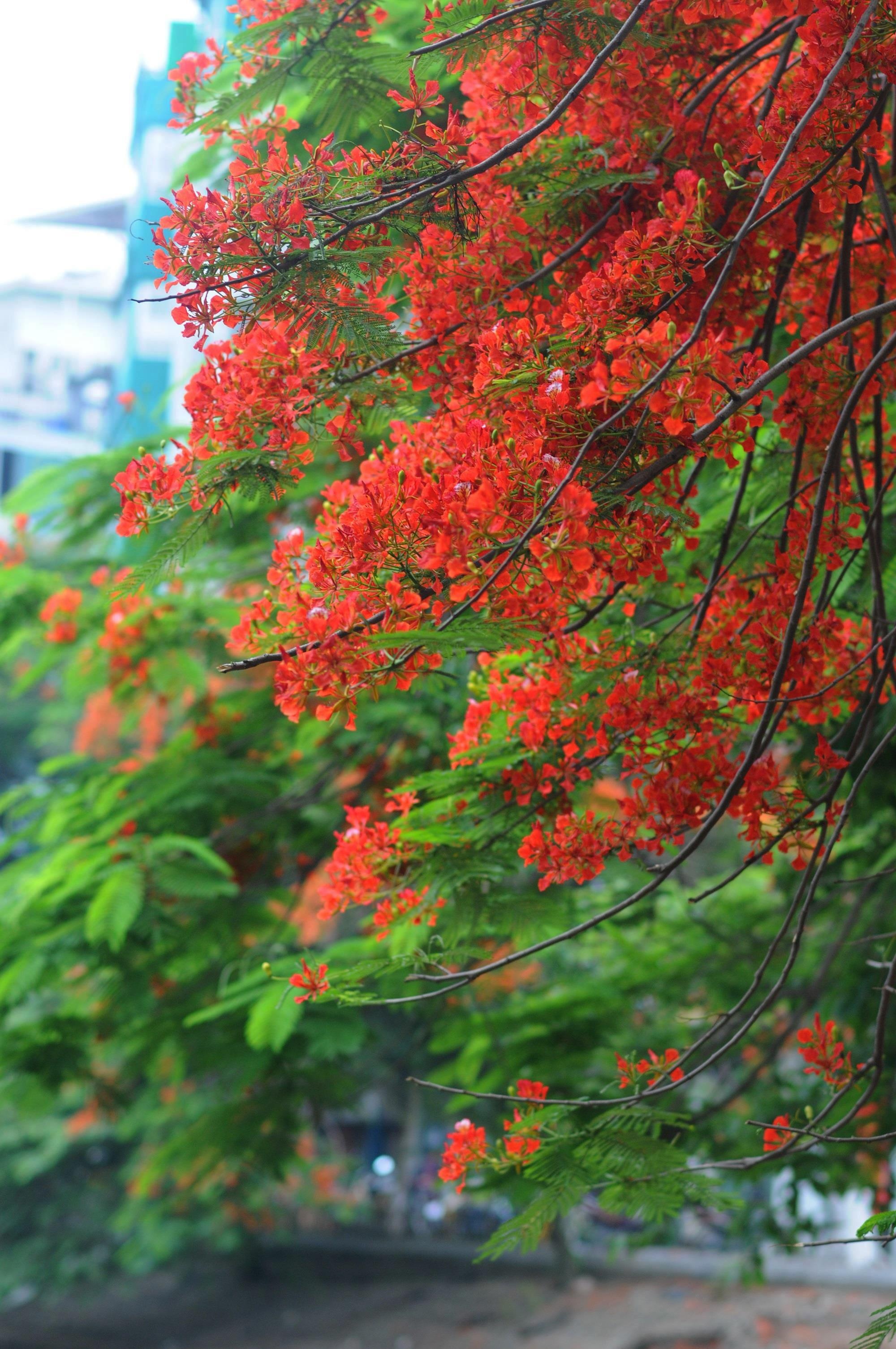 nhung sac hoa mua he anh 25