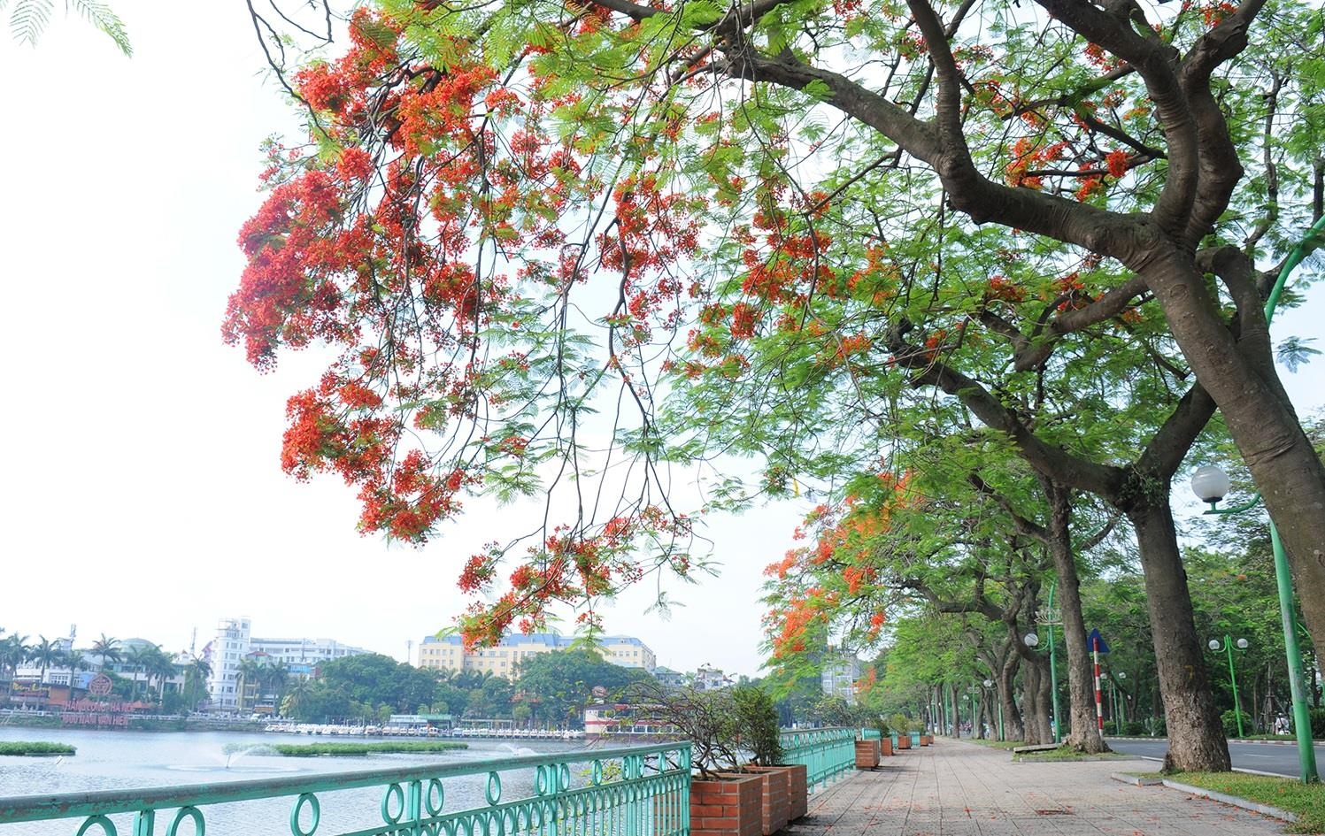 nhung sac hoa mua he anh 26