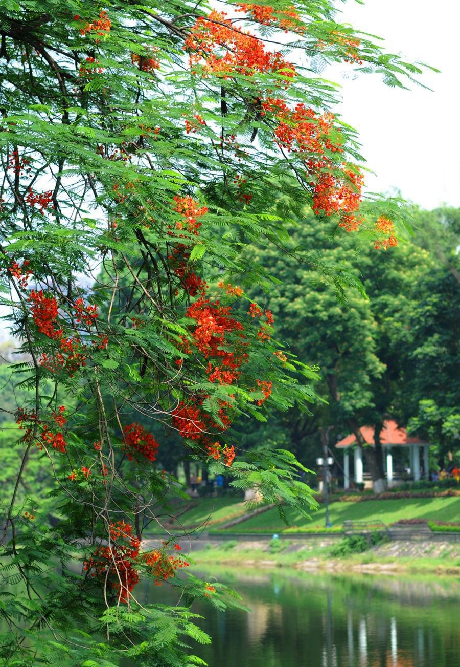 nhung sac hoa mua he anh 27