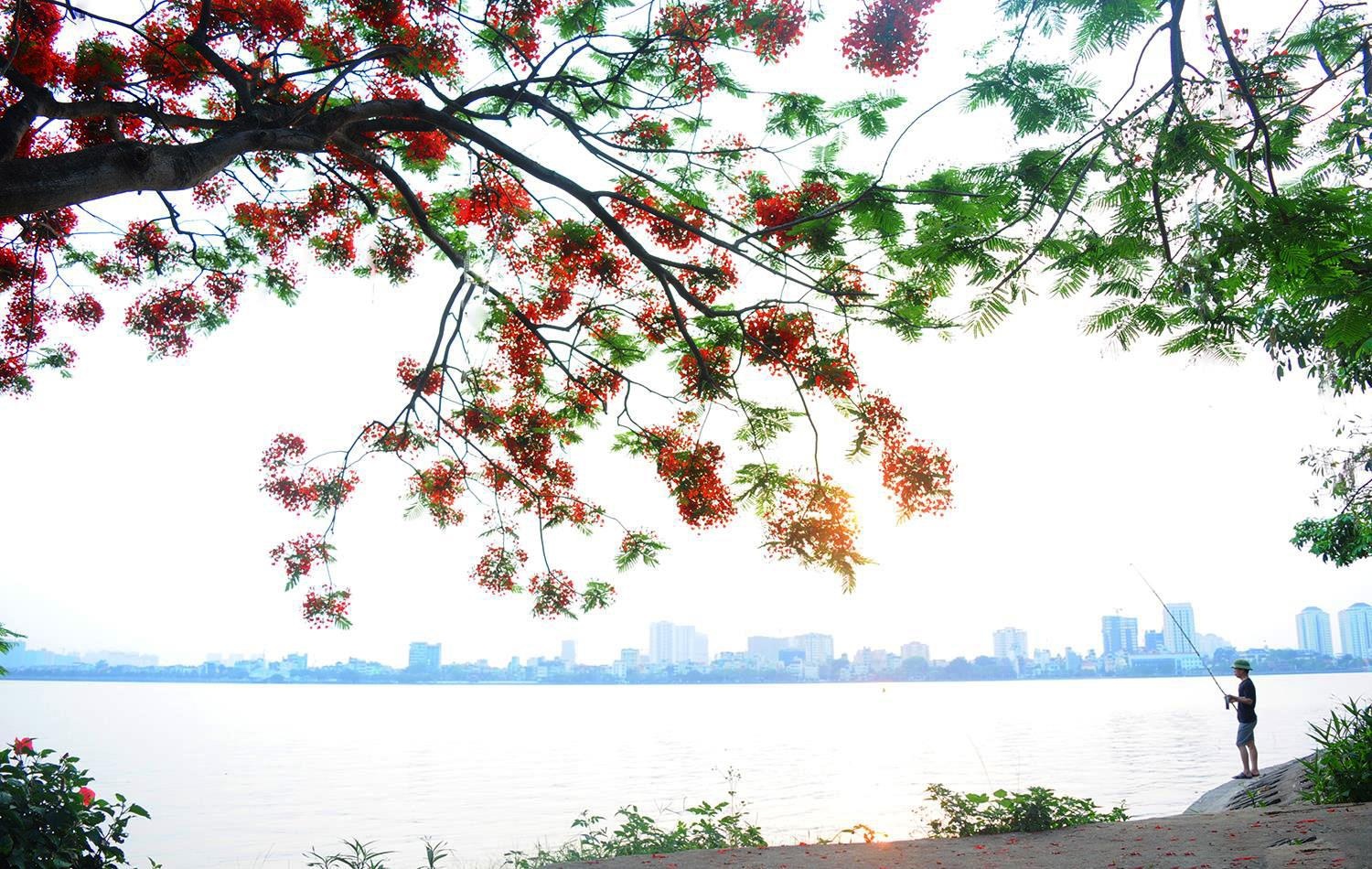 nhung sac hoa mua he anh 14