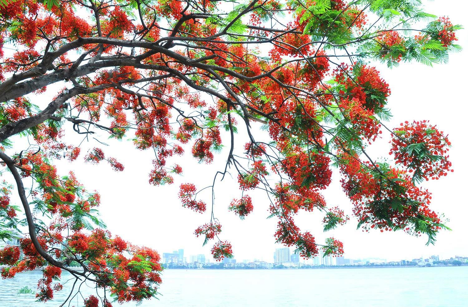 nhung sac hoa mua he anh 16