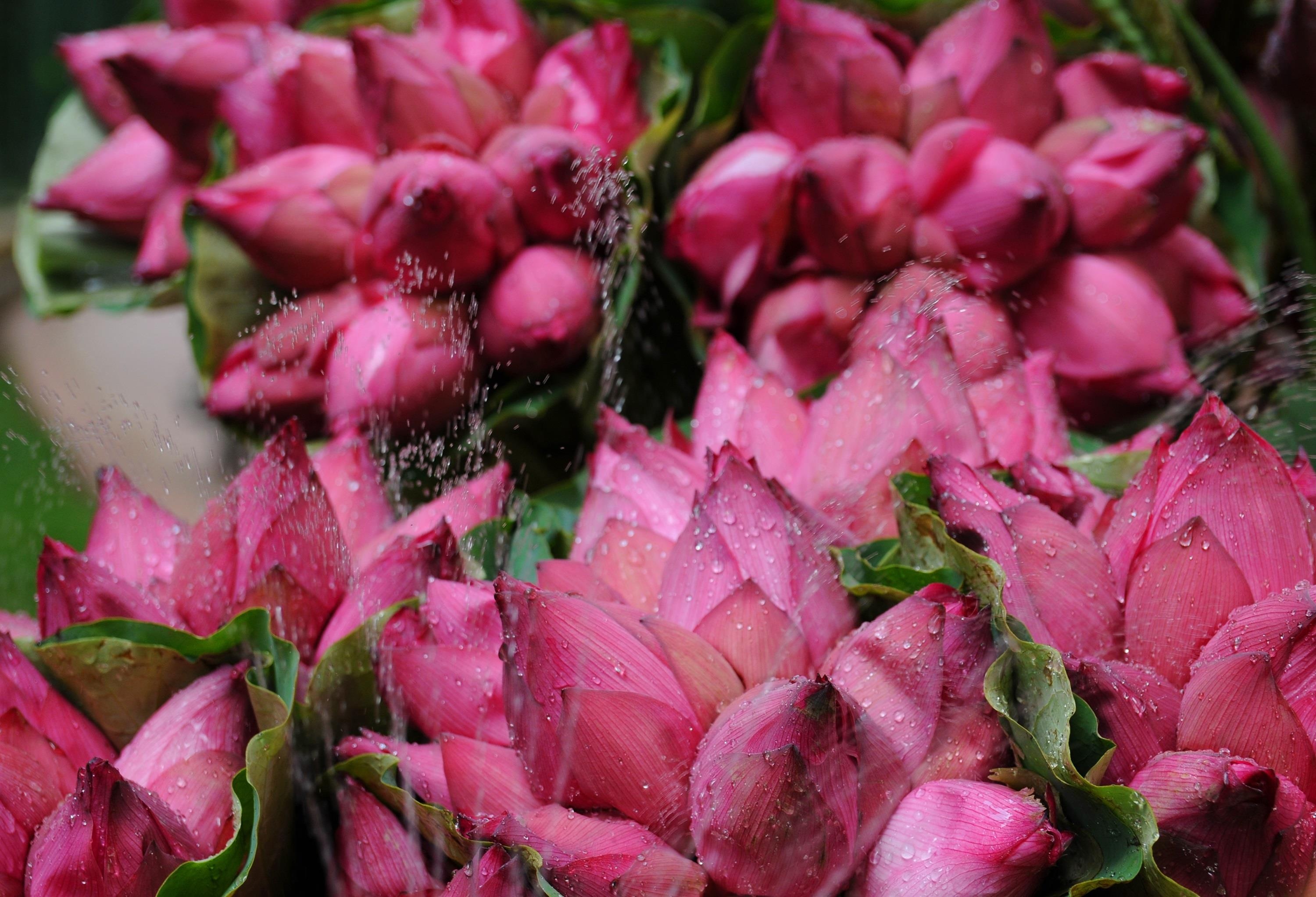 nhung sac hoa mua he anh 40