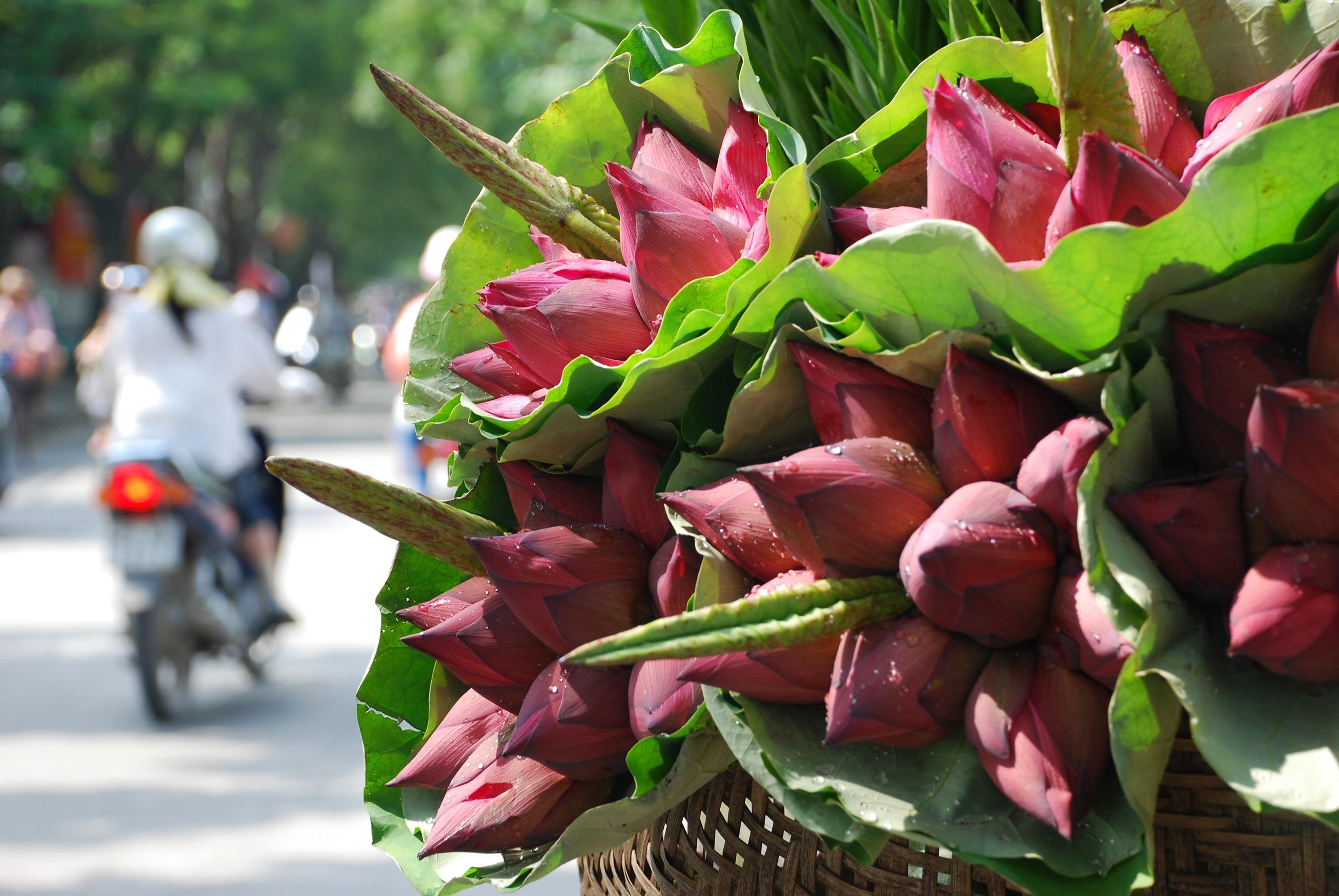 nhung sac hoa mua he anh 39