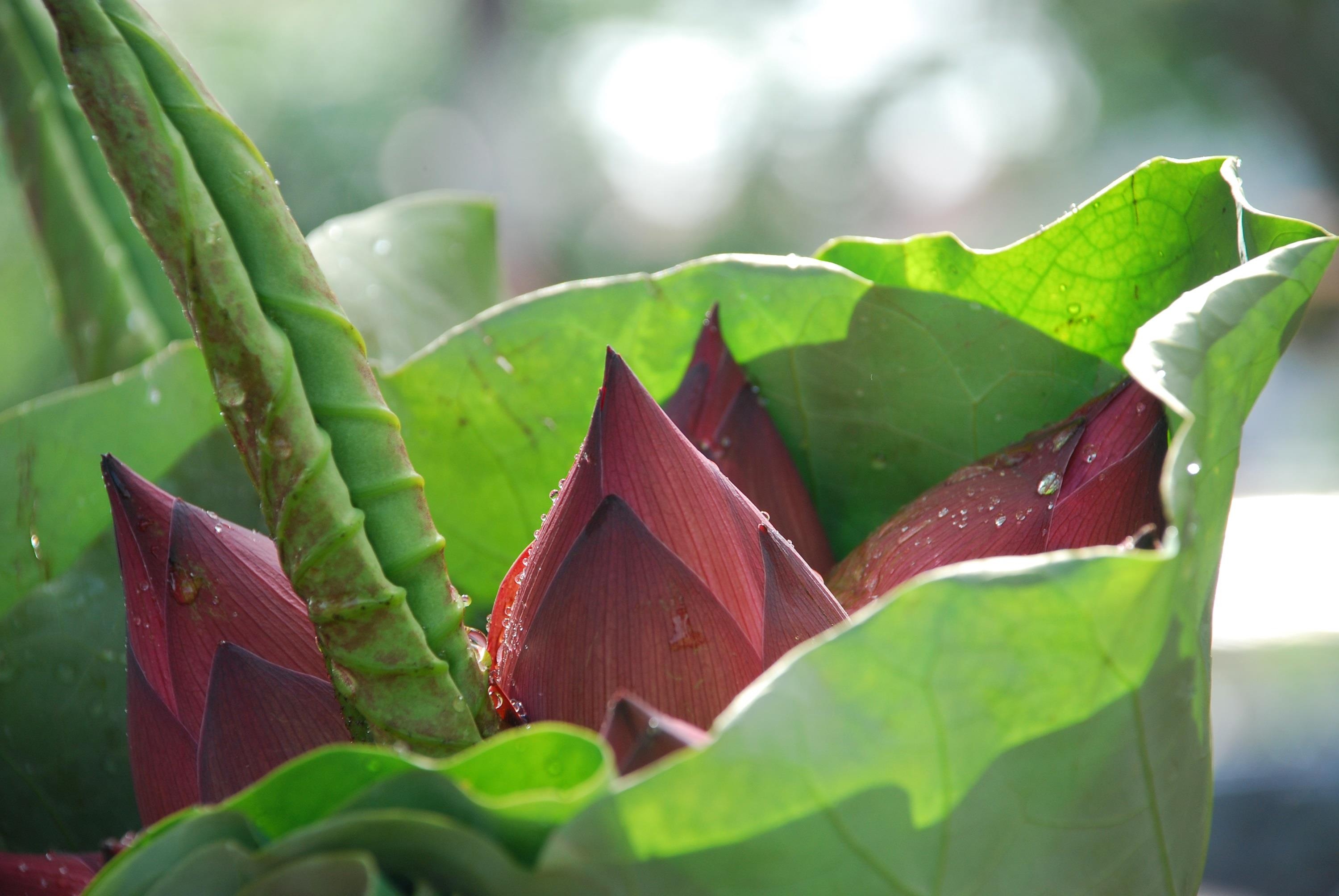 nhung sac hoa mua he anh 47