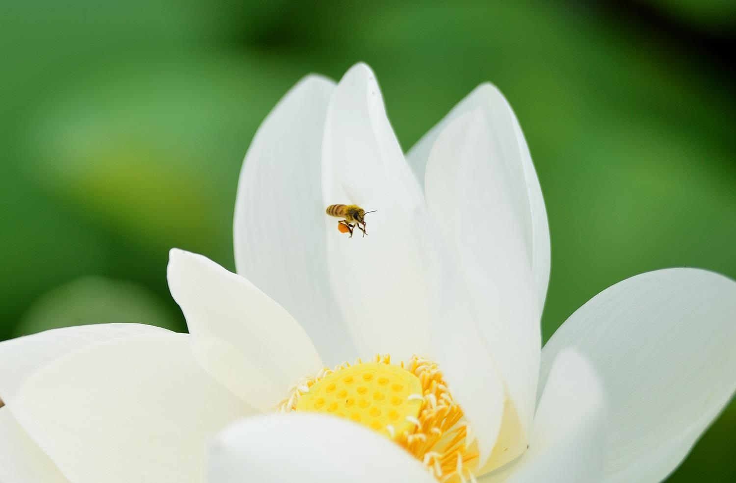 nhung sac hoa mua he anh 44