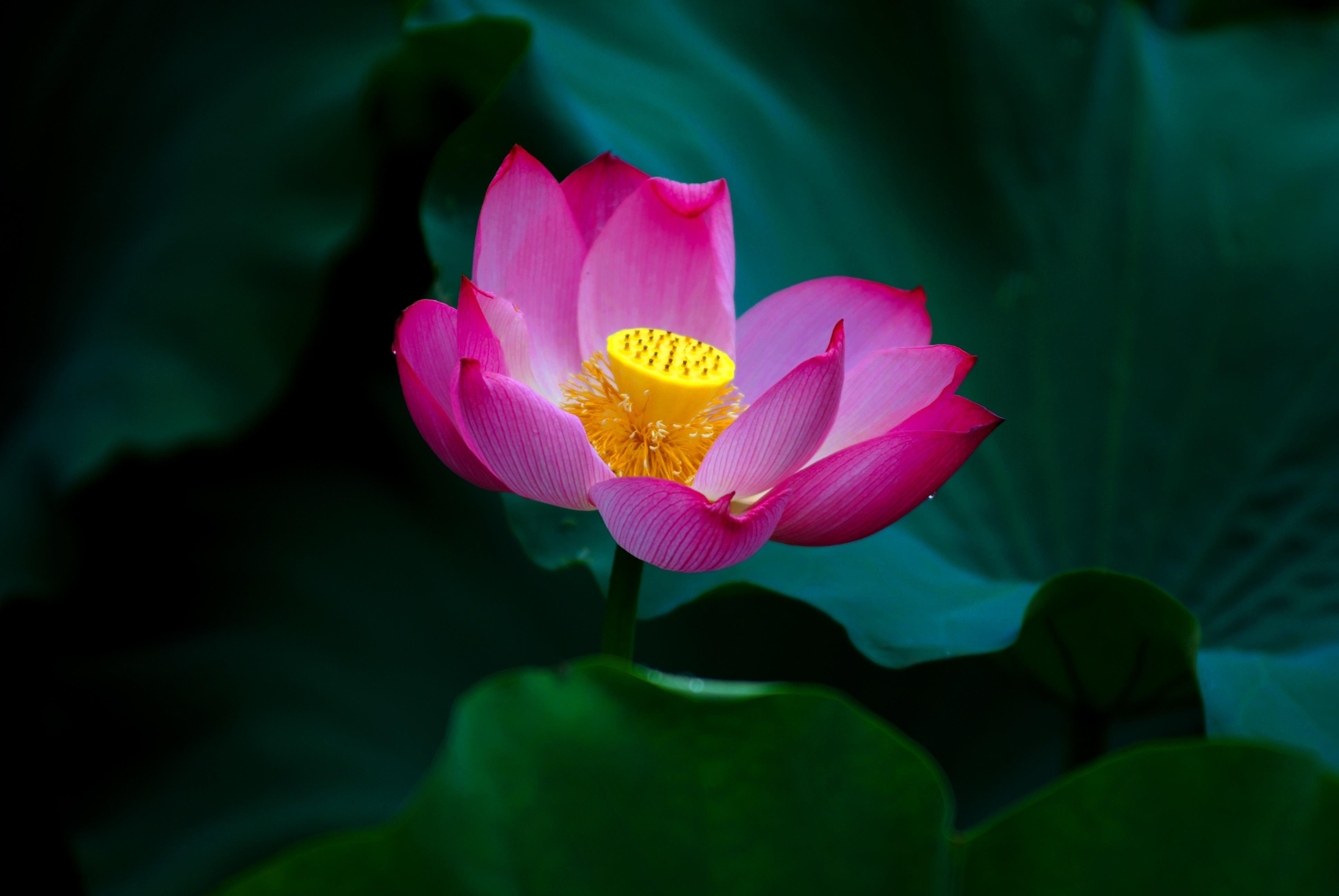 nhung sac hoa mua he anh 41