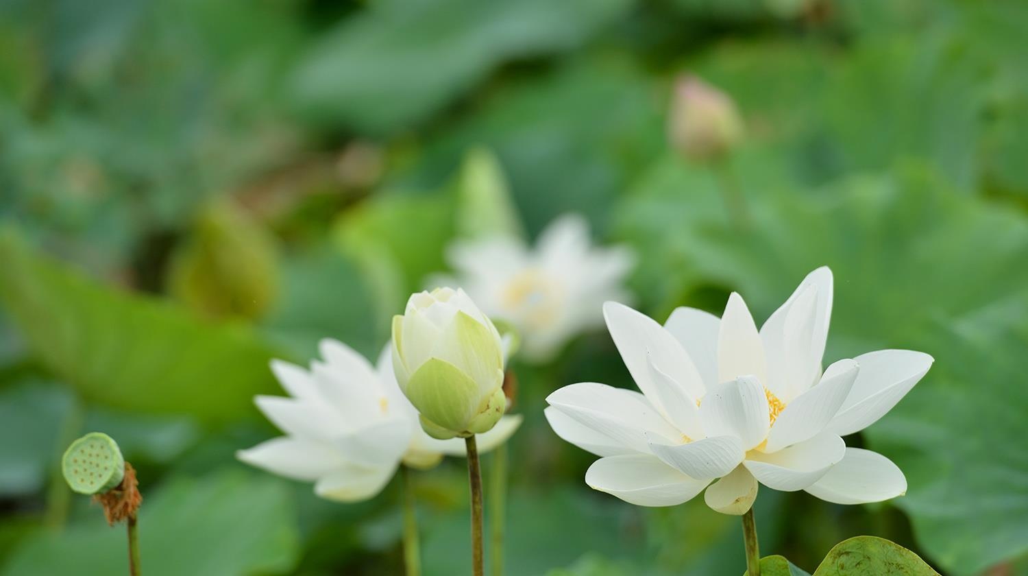 nhung sac hoa mua he anh 45