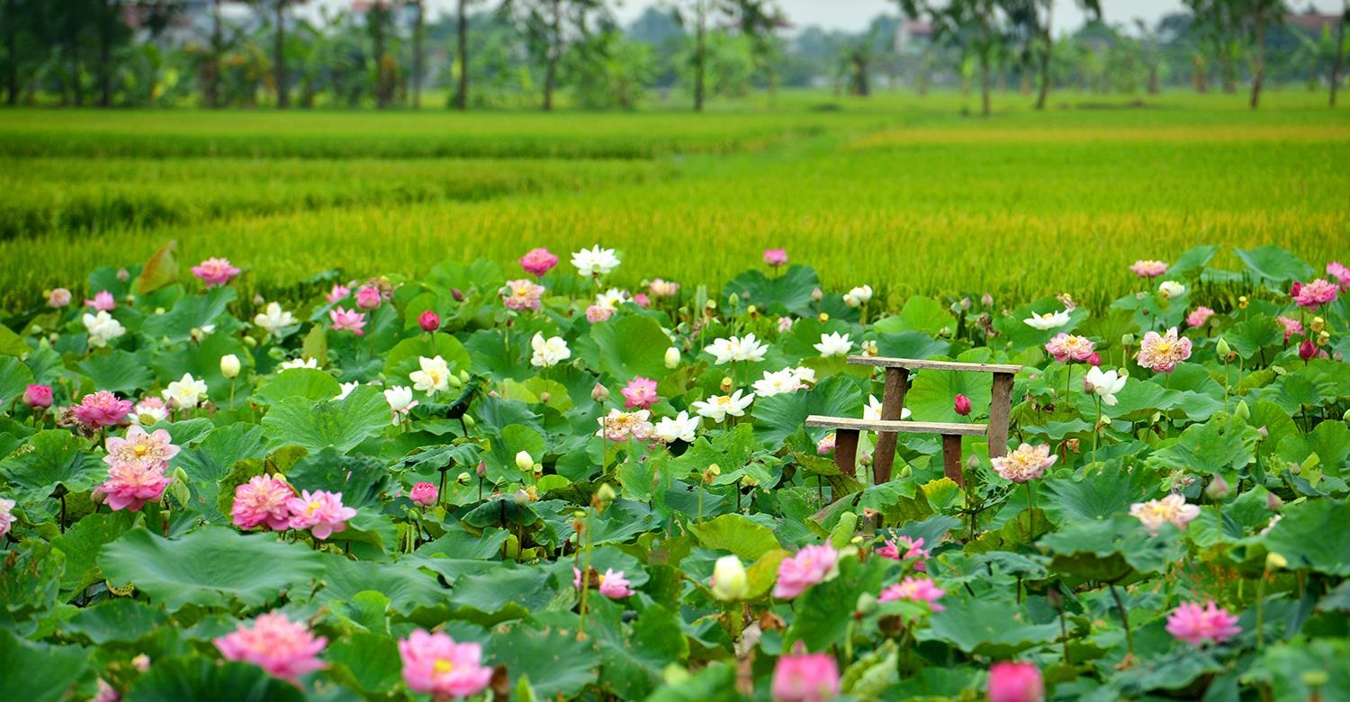 nhung sac hoa mua he anh 48