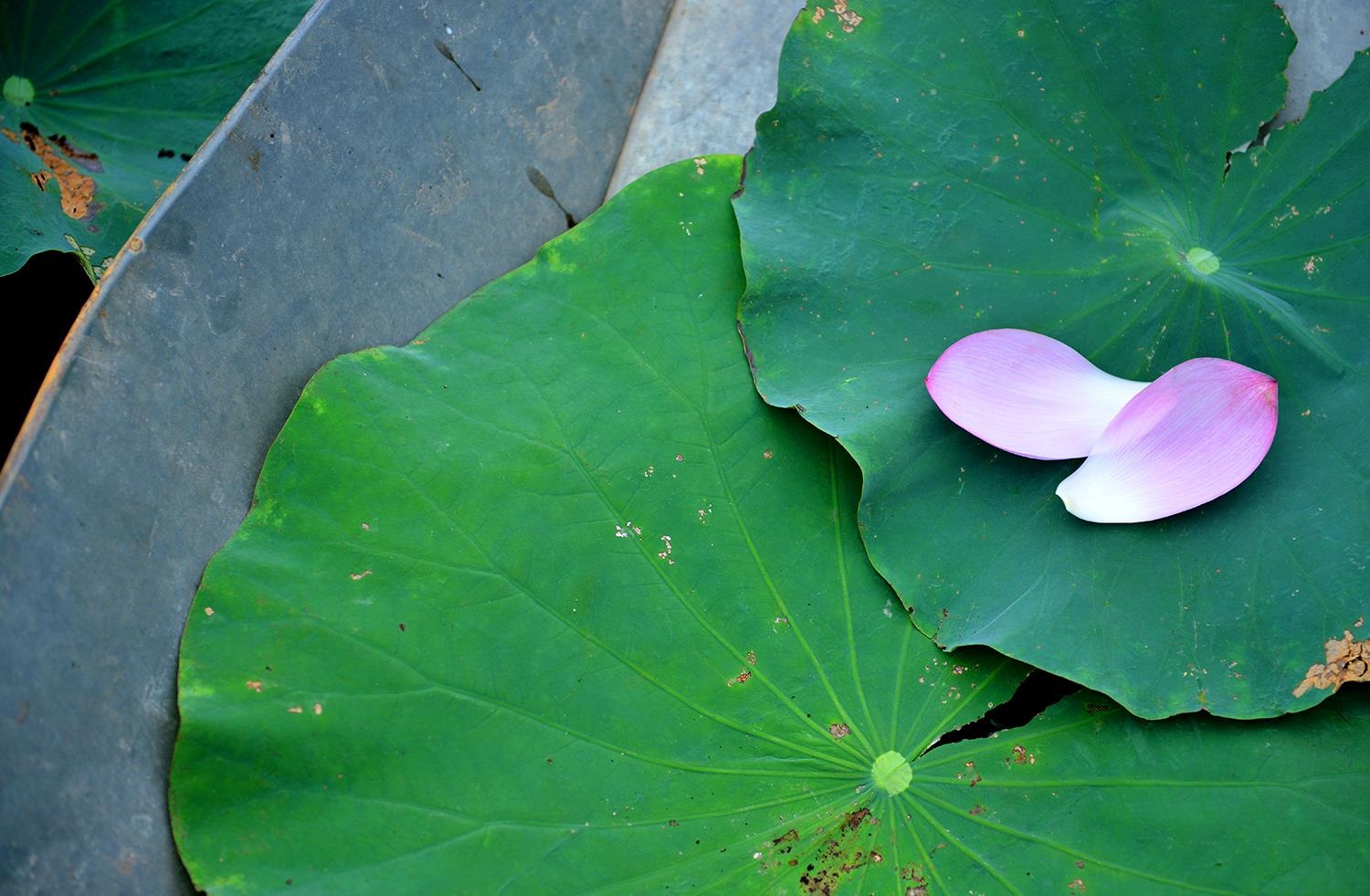 nhung sac hoa mua he anh 46