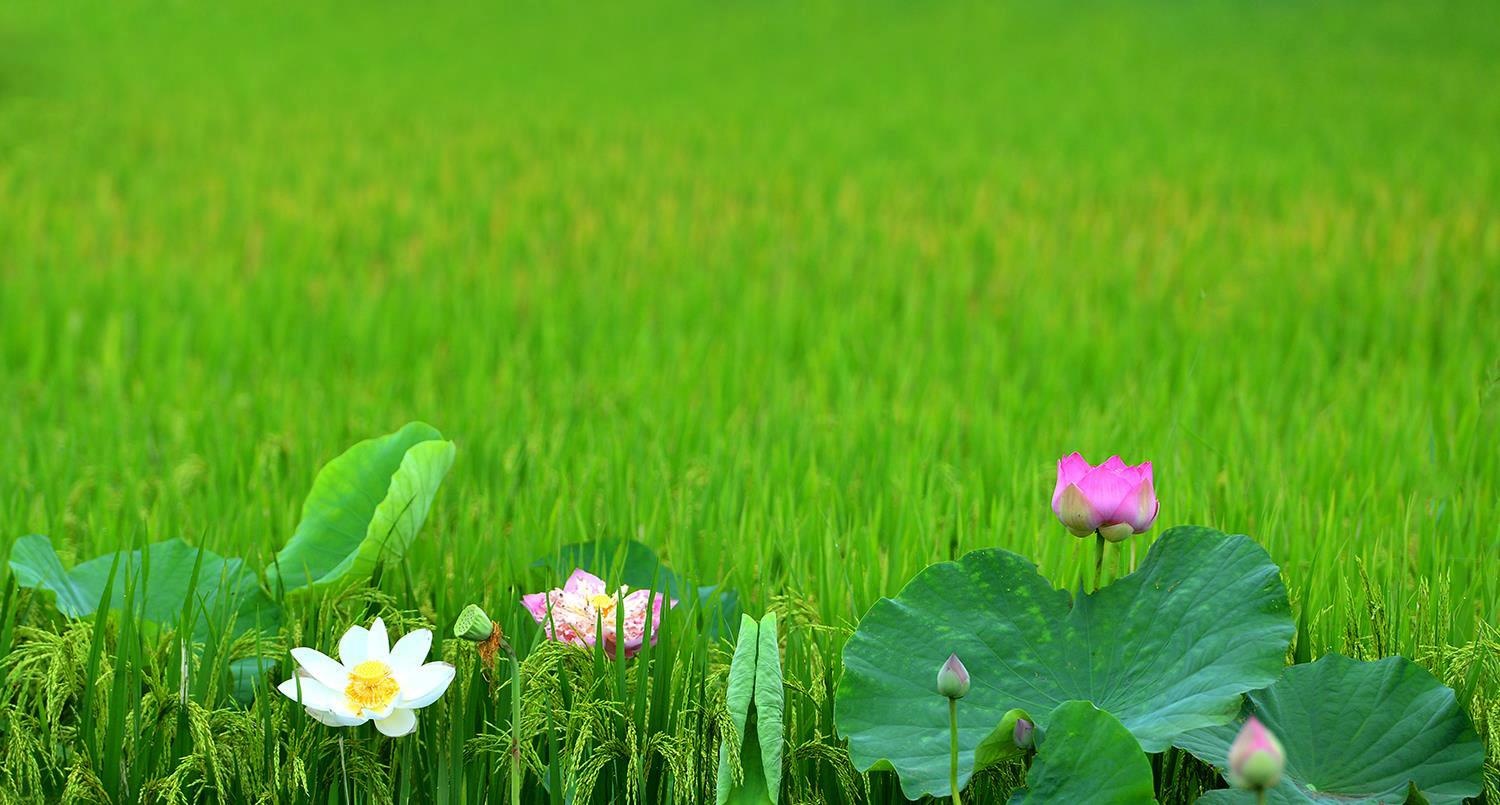 nhung sac hoa mua he anh 51