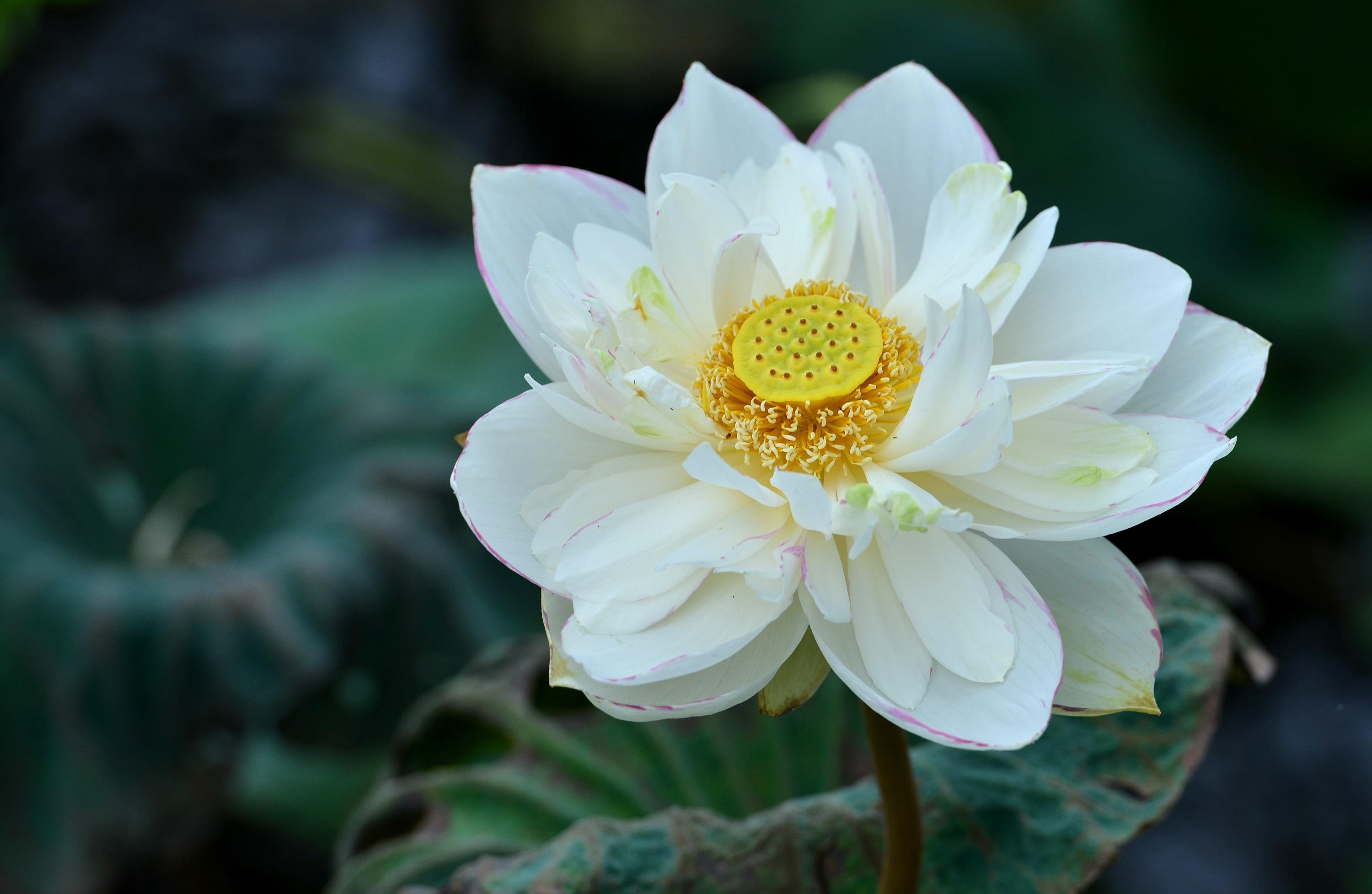 nhung sac hoa mua he anh 42