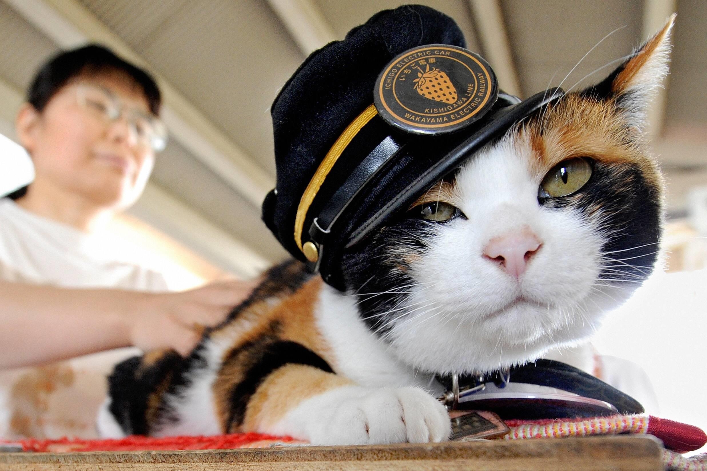 Nhung co meo cuu tuyen duong sat thoat canh dong cua o Nhat hinh anh