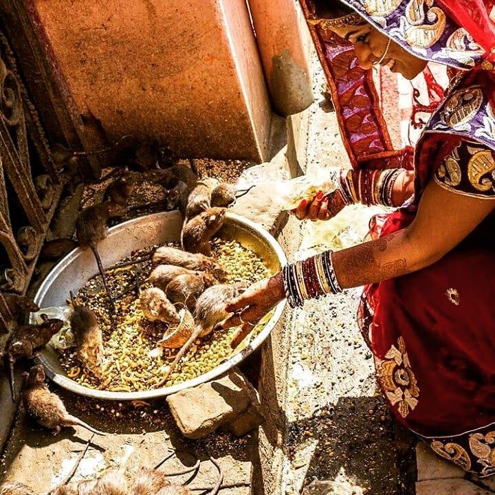 Den tho chuot o An Do anh 25