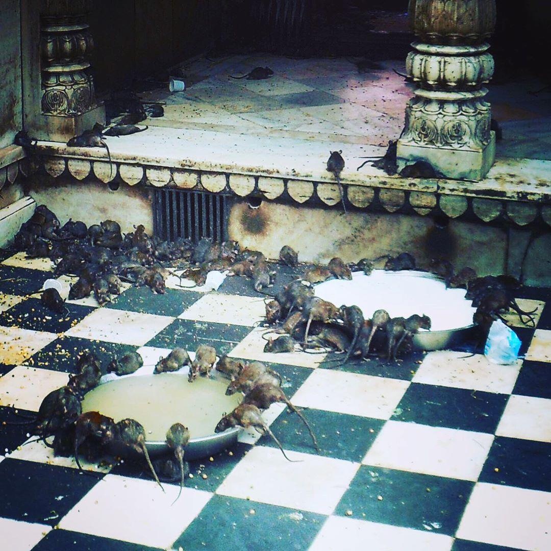 Den tho chuot o An Do anh 22