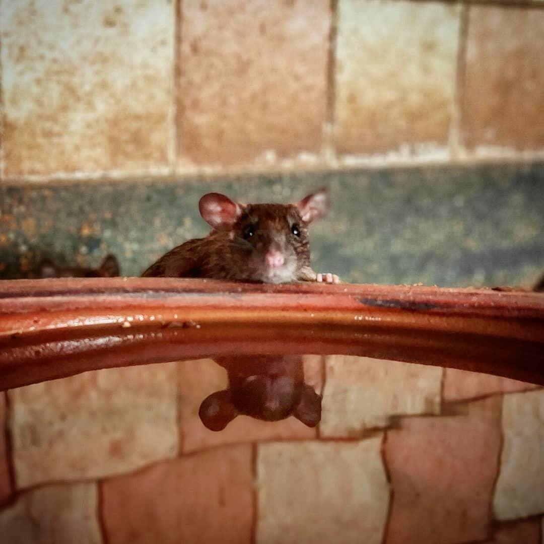 Den tho chuot o An Do anh 18