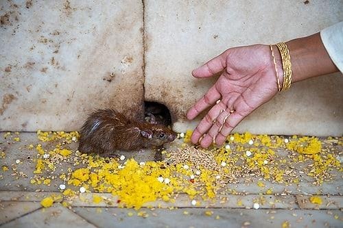 Den tho chuot o An Do anh 20